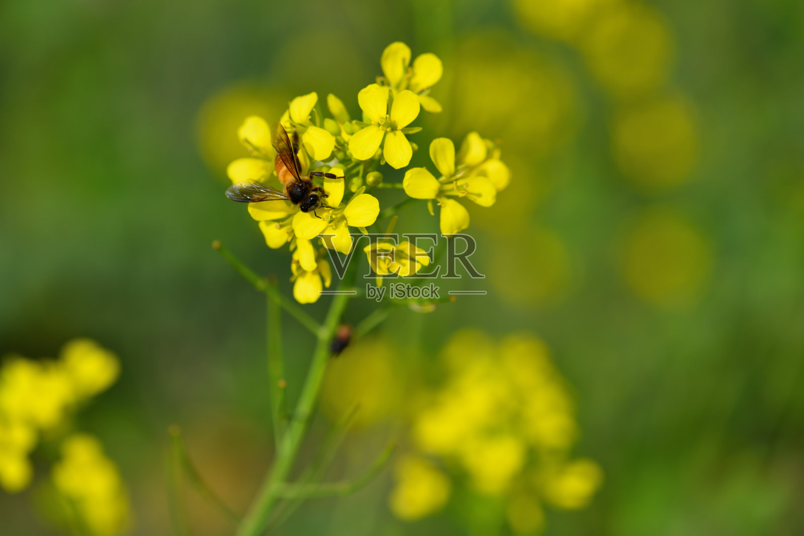 蜜蜂照片摄影图片