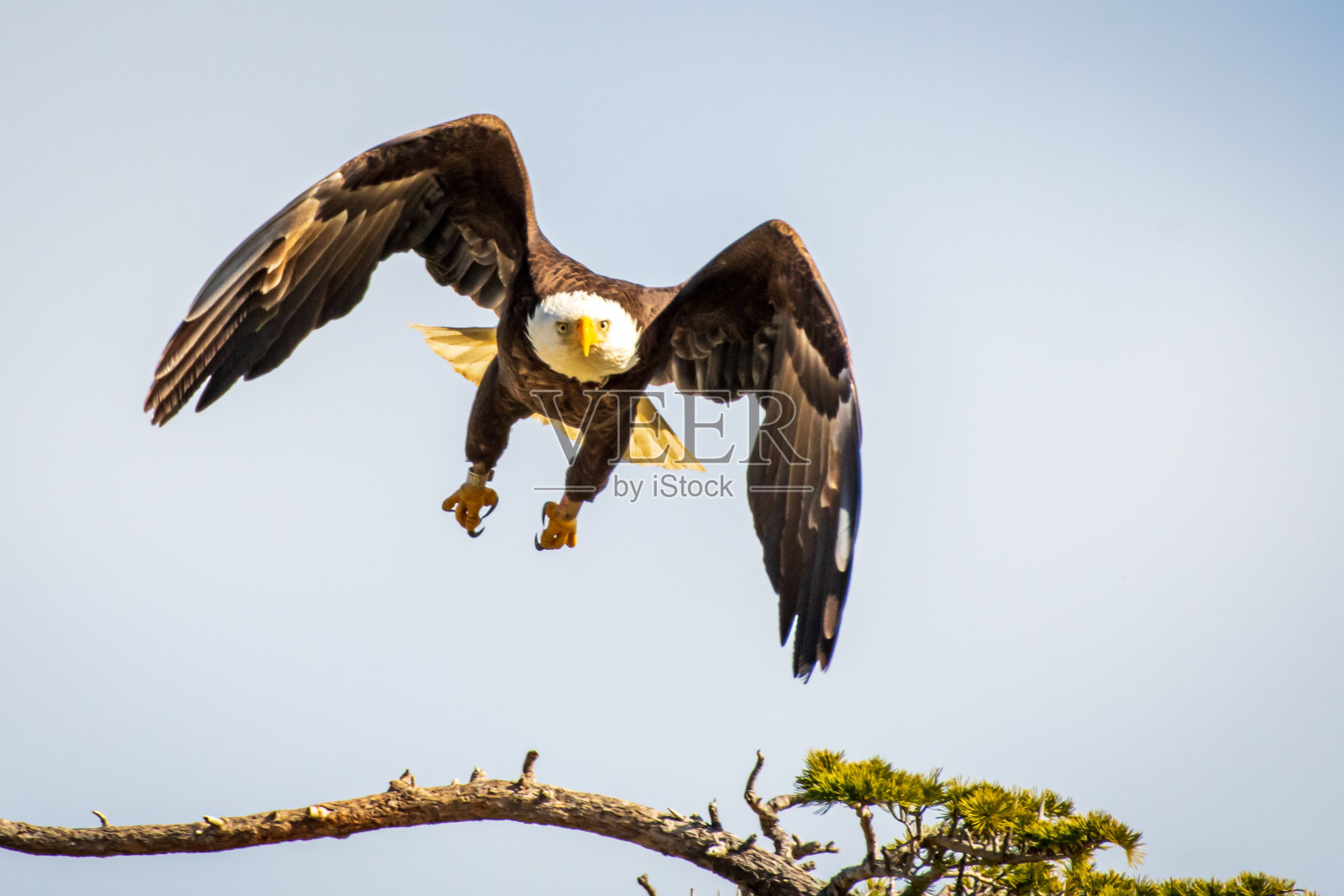 展翅飞翔的秃鹰照片摄影图片