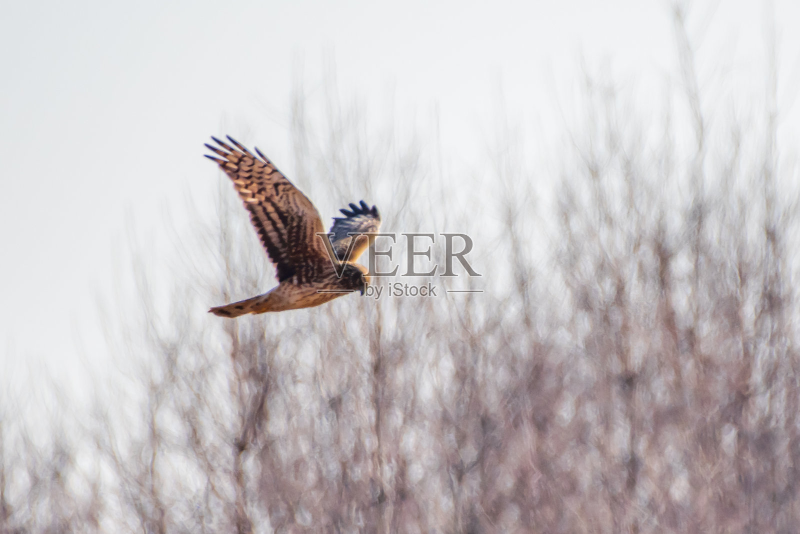 鹰在飞行中照片摄影图片