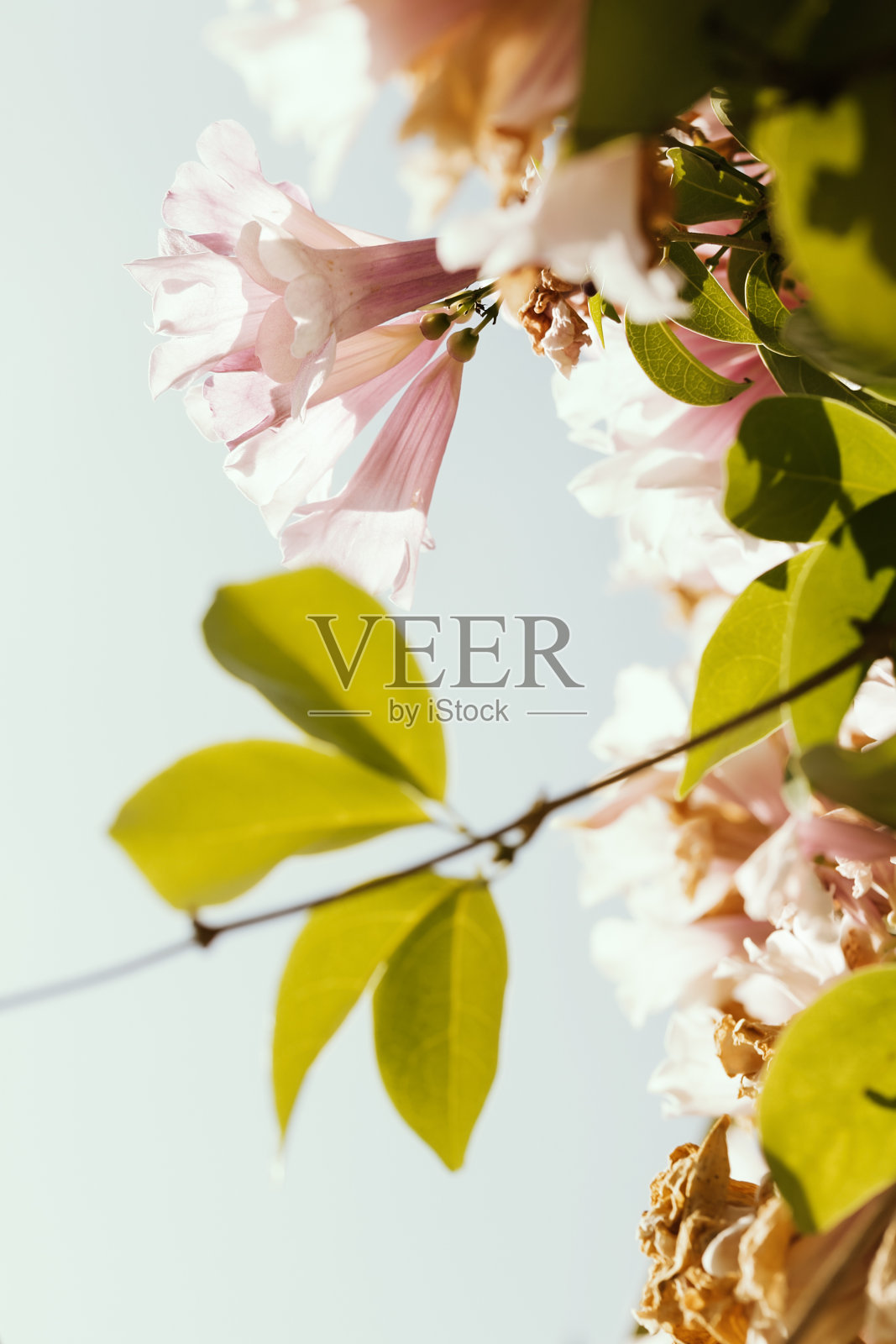 柔软的紫色花背景为情人节。软焦点和色彩色调。照片摄影图片