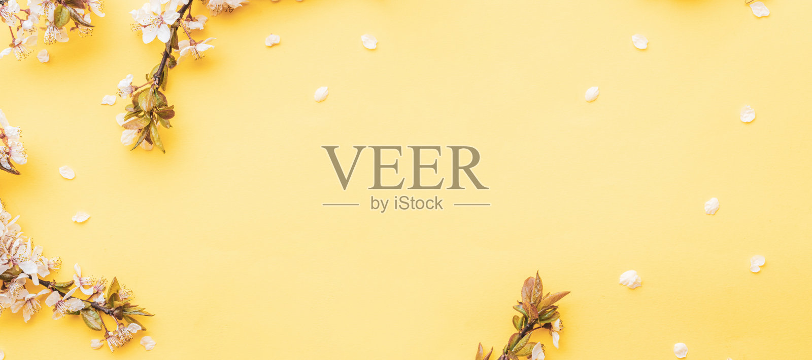 樱花背景与花开花和四月花自然上的粉红色。美丽的景色与开花的树。复活节晴天。果园抽象模糊的背景。春天。照片摄影图片