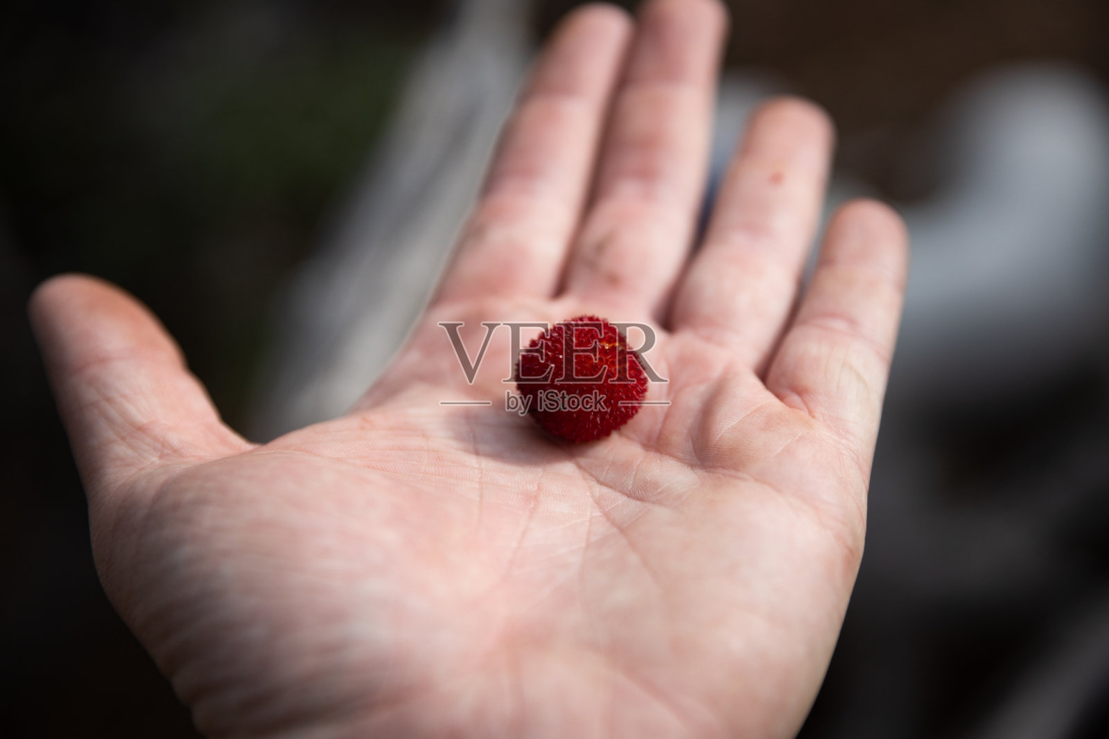 草莓树/杨梅属Unedo果实照片摄影图片