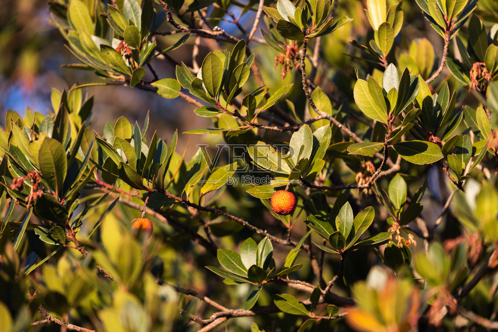 草莓树/杨梅照片摄影图片