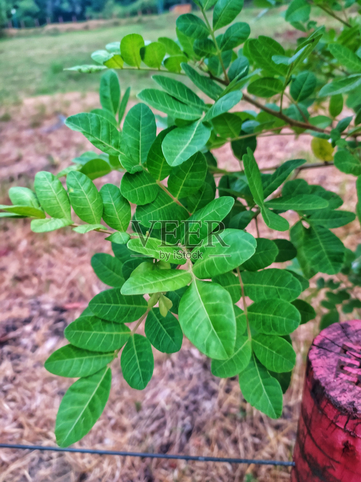 苏木的叶子，被称为巴西胡椒树或胡椒照片摄影图片