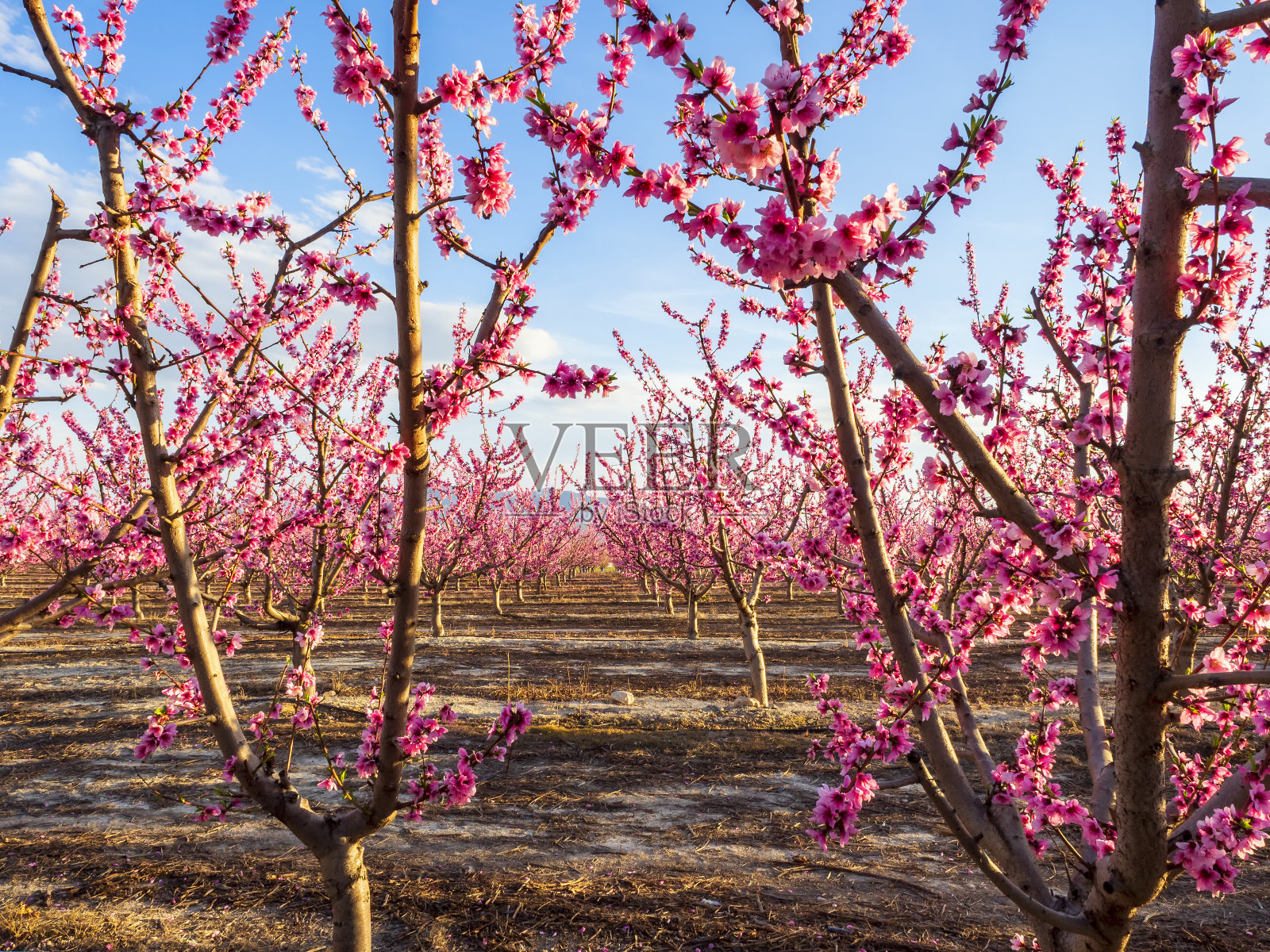 果实在日落时开花照片摄影图片