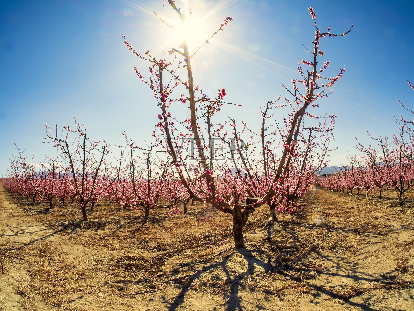 阳光下的果园里的果树照片摄影图片