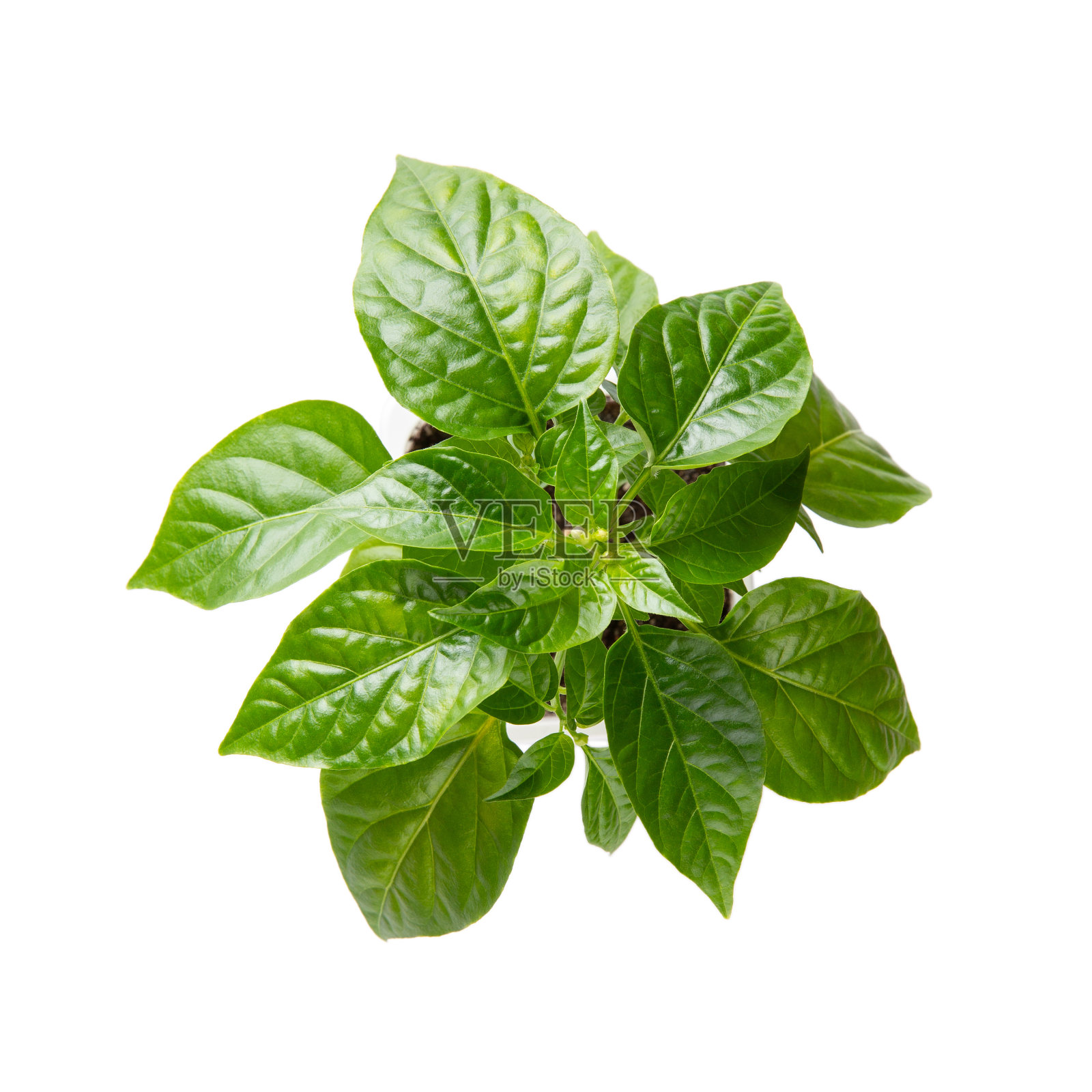 锅中辣椒粉苗。辣椒芽长出，芽孤立在白色上。前视图。园艺的概念。照片摄影图片