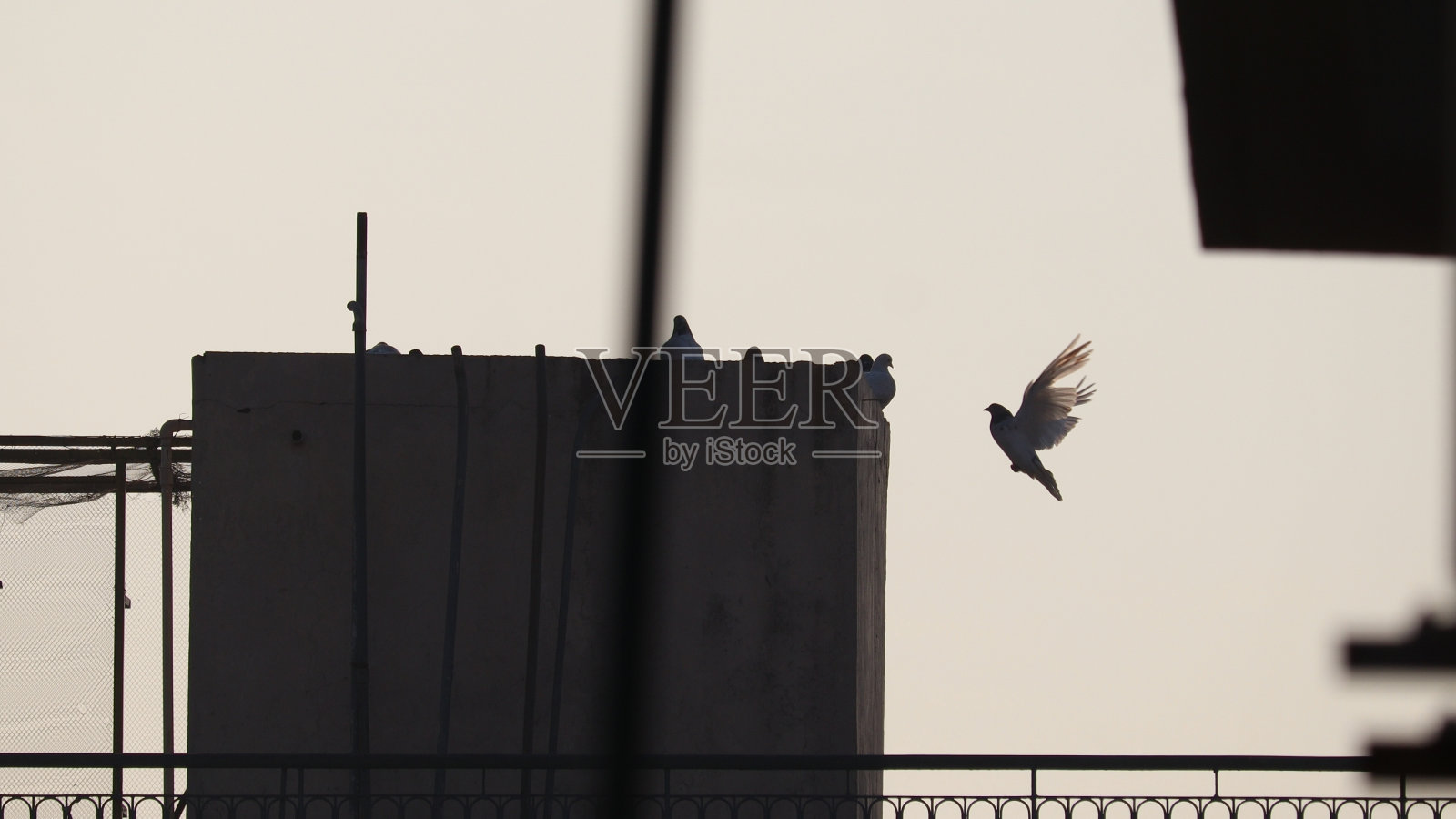 鸟照片摄影图片