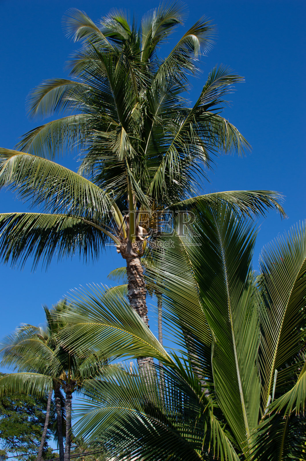 日落中的棕榈树——2022年1月下旬，夏威夷毛伊岛照片摄影图片