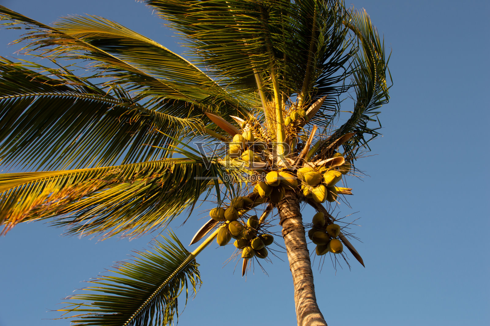 Pallm树照片摄影图片