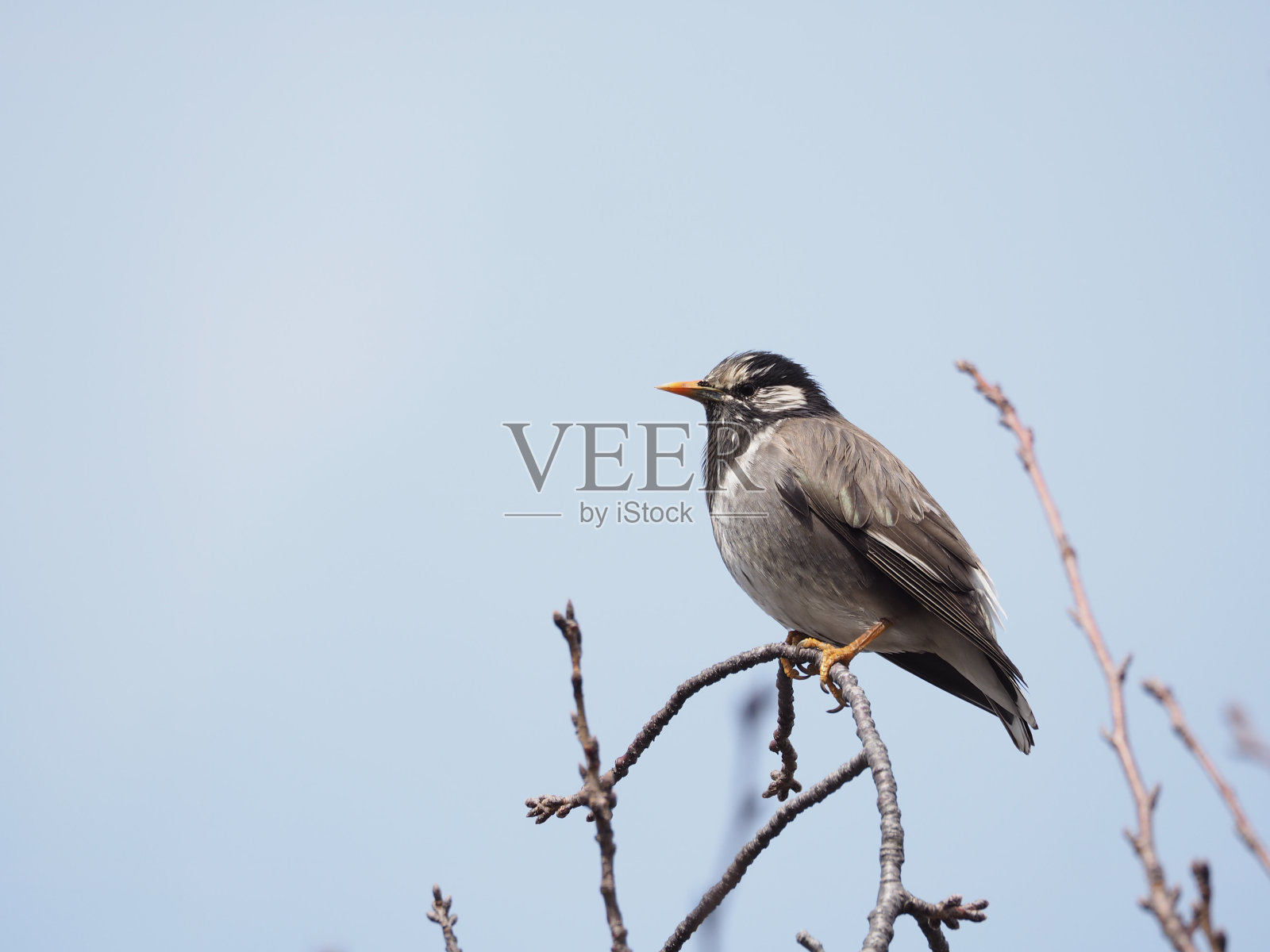 燕八哥照片摄影图片