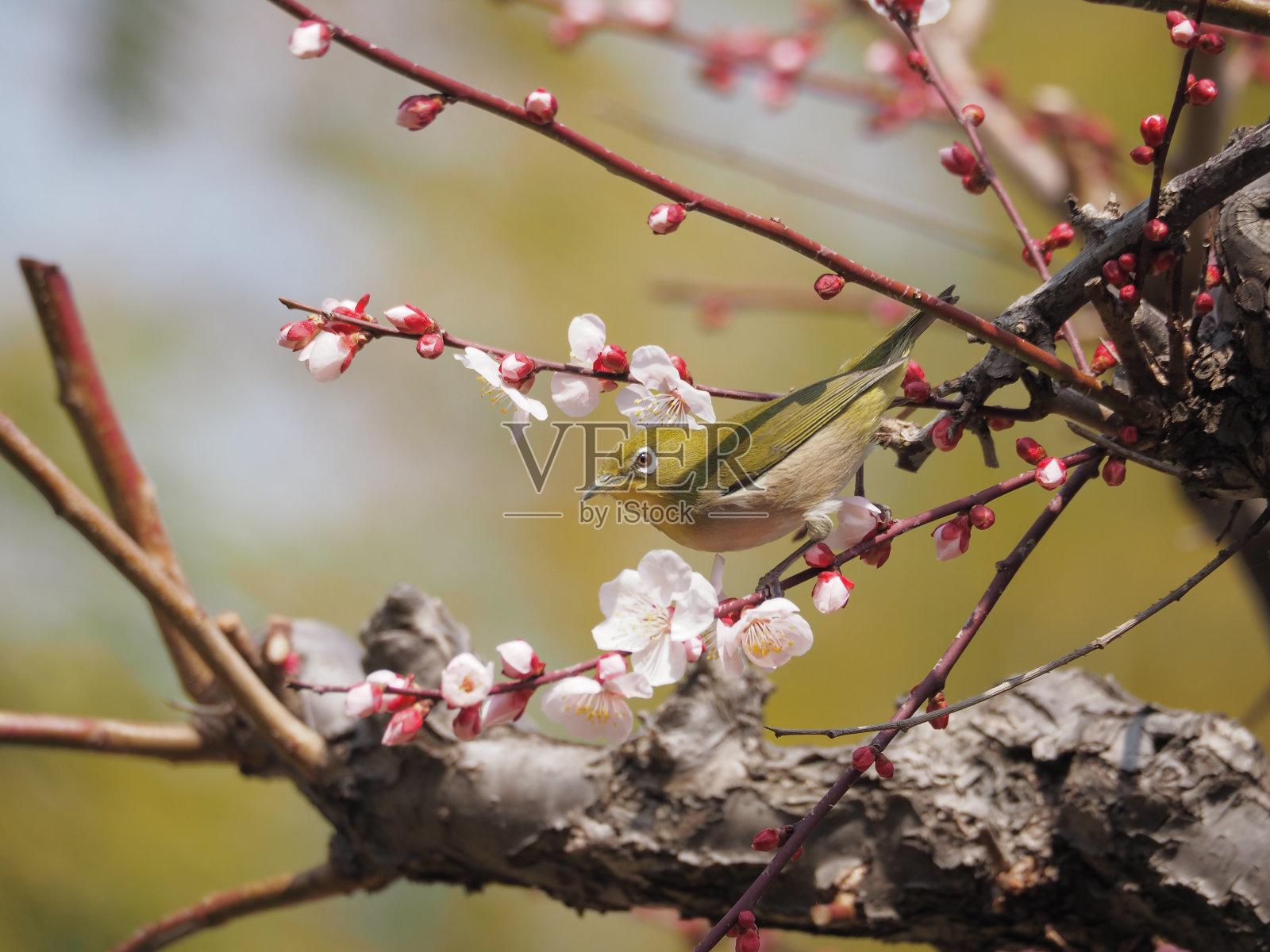 白色的眼照片摄影图片