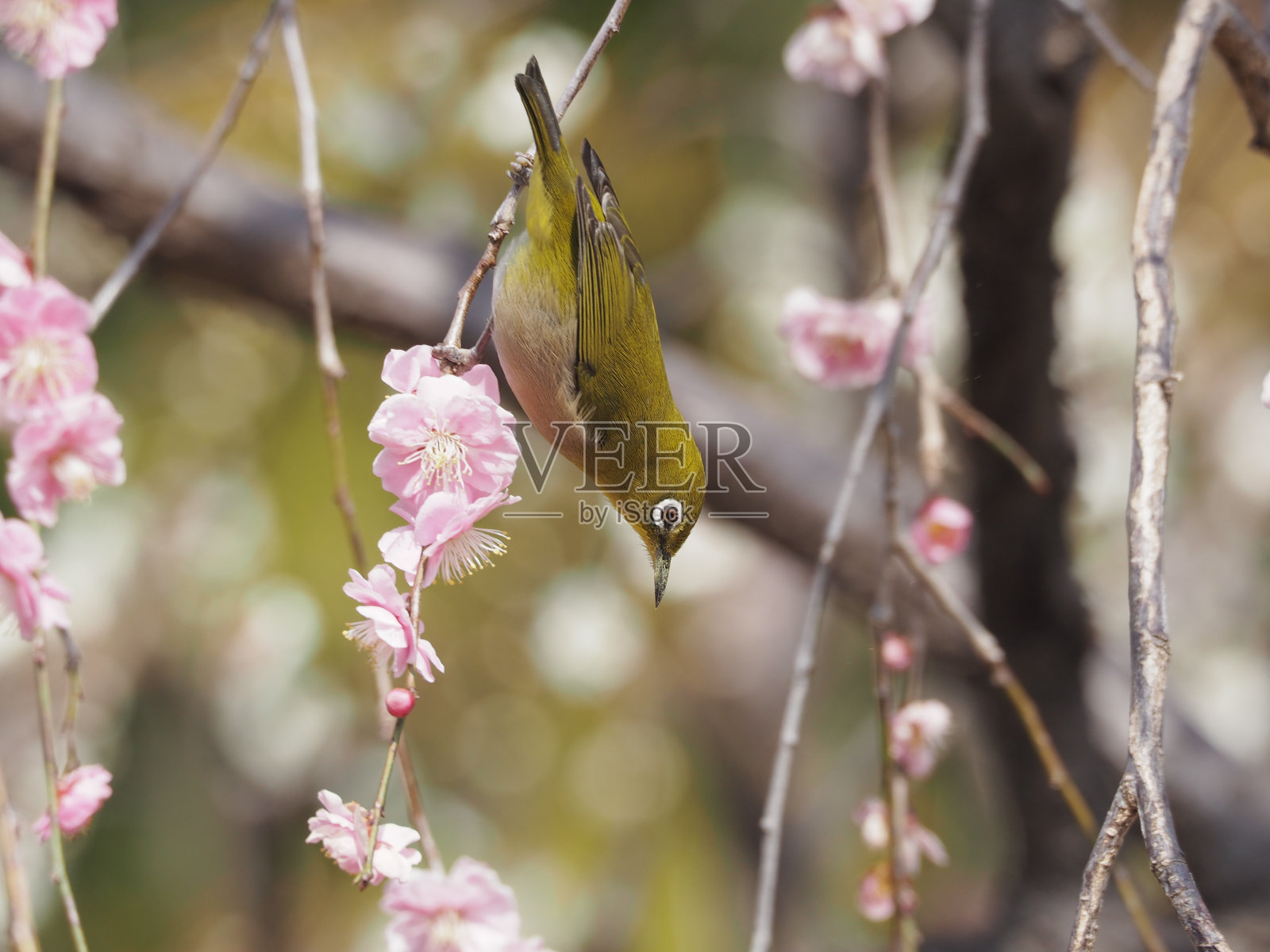 白色的眼照片摄影图片