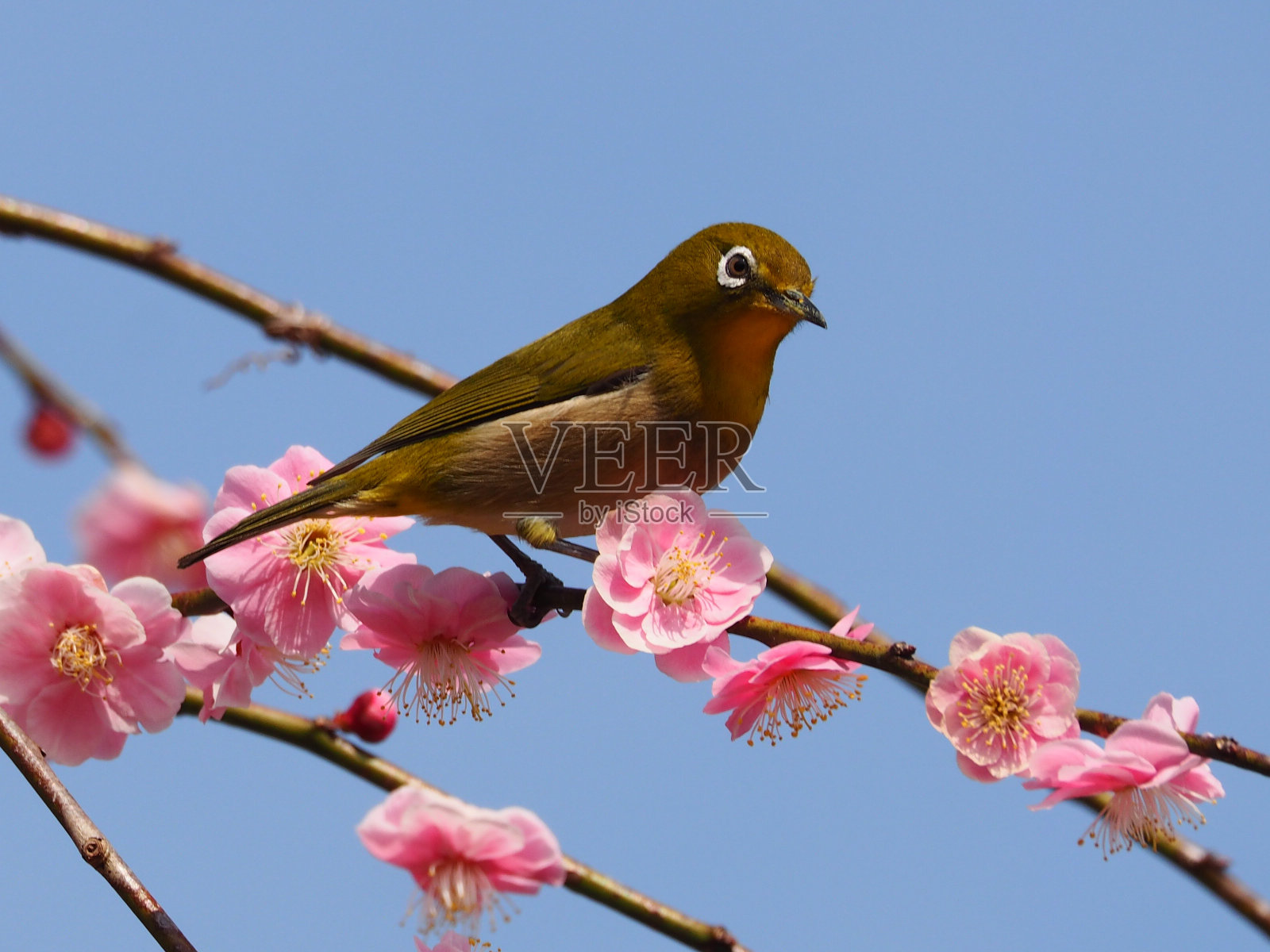 白色的眼照片摄影图片