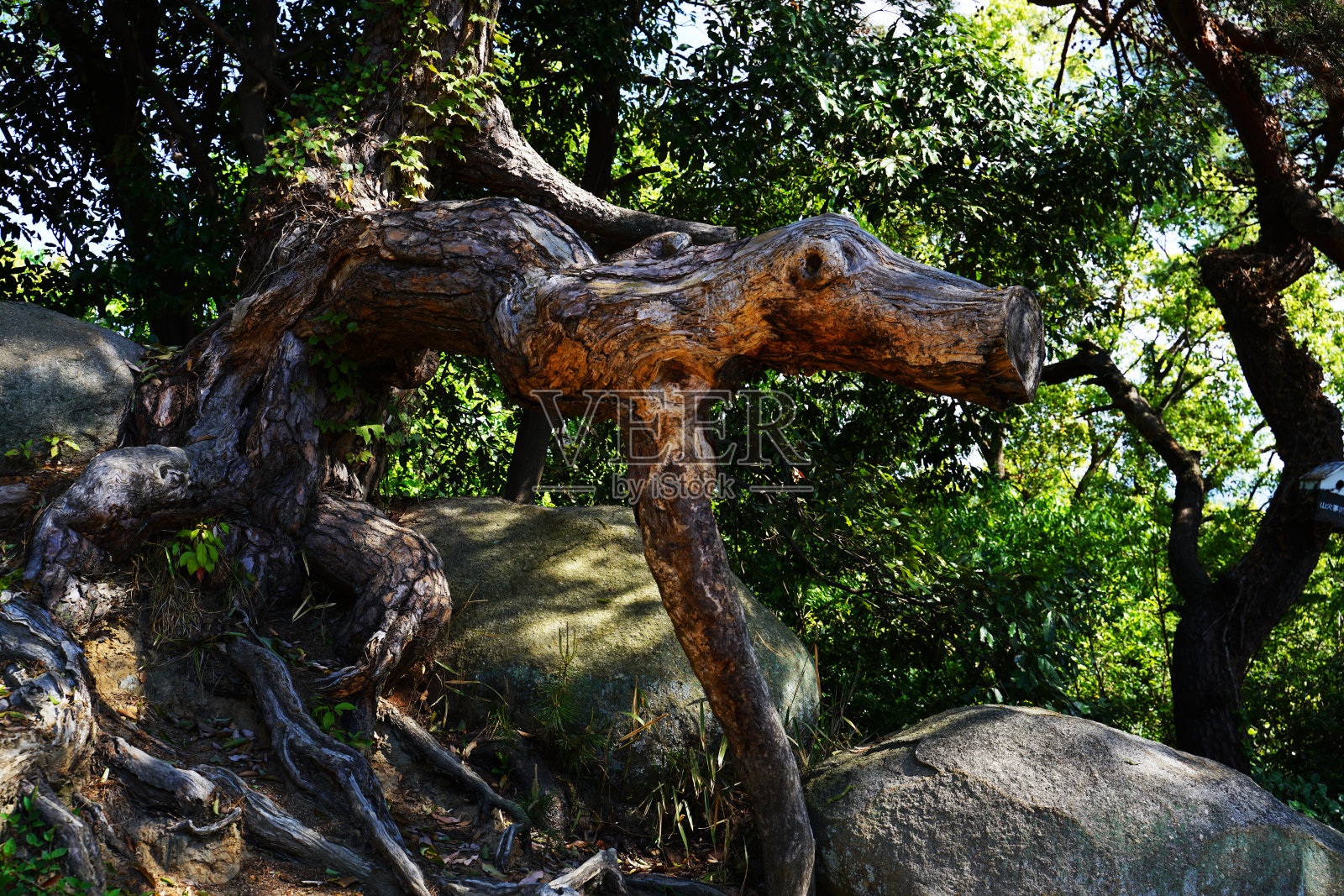 一棵感受到活力的树照片摄影图片