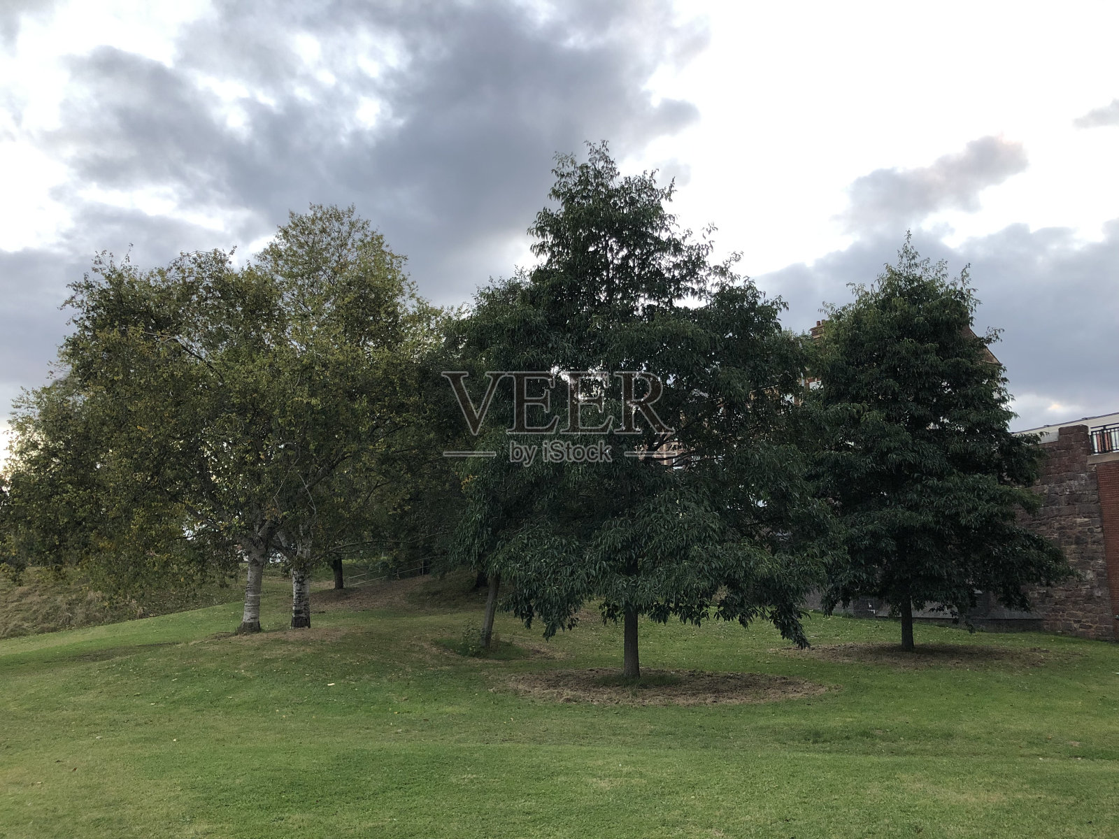 赤杨树照片摄影图片