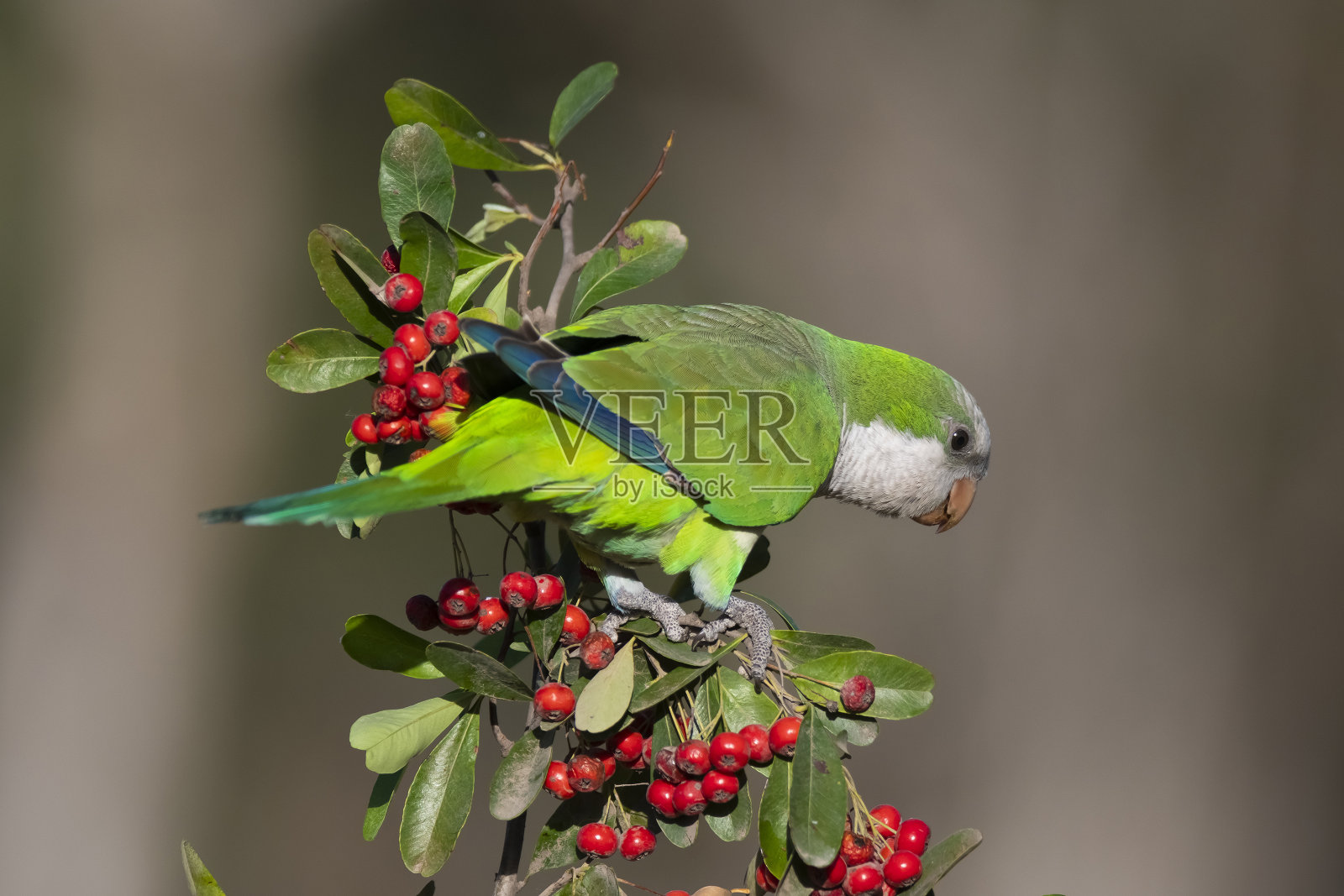 一只长尾小鹦鹉栖息在长满红色浆果的灌木丛中，拉潘帕，照片摄影图片