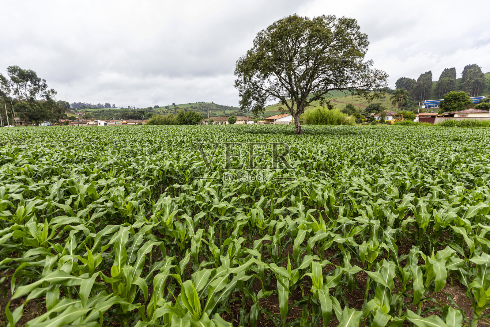 玉米地中间有一棵老树。巴西照片摄影图片