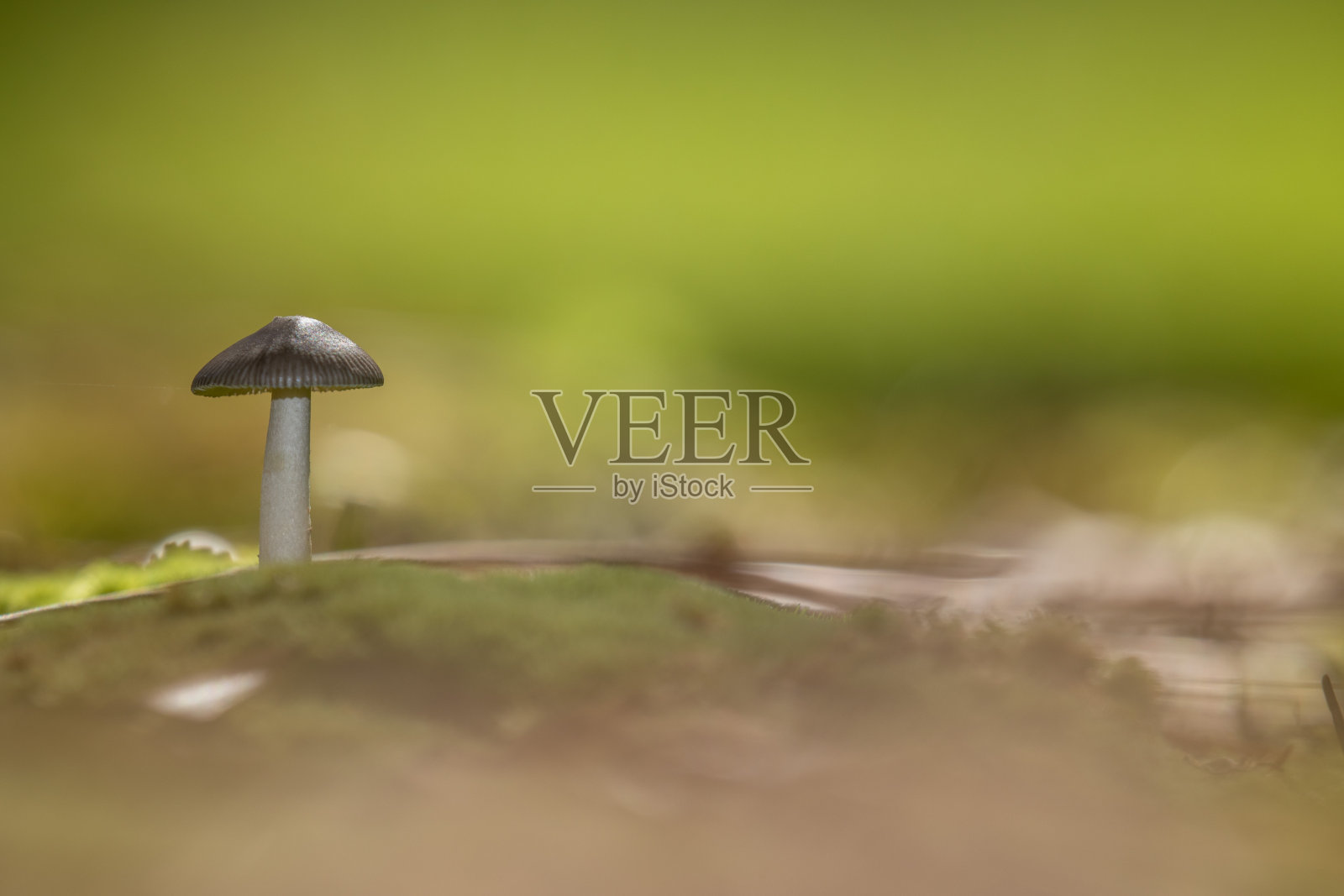 蘑菇从苔藓里长出来照片摄影图片