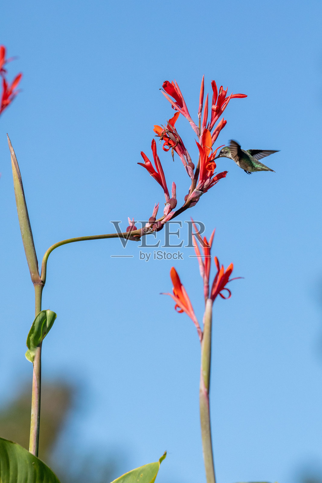蜂鸟得到nectur照片摄影图片