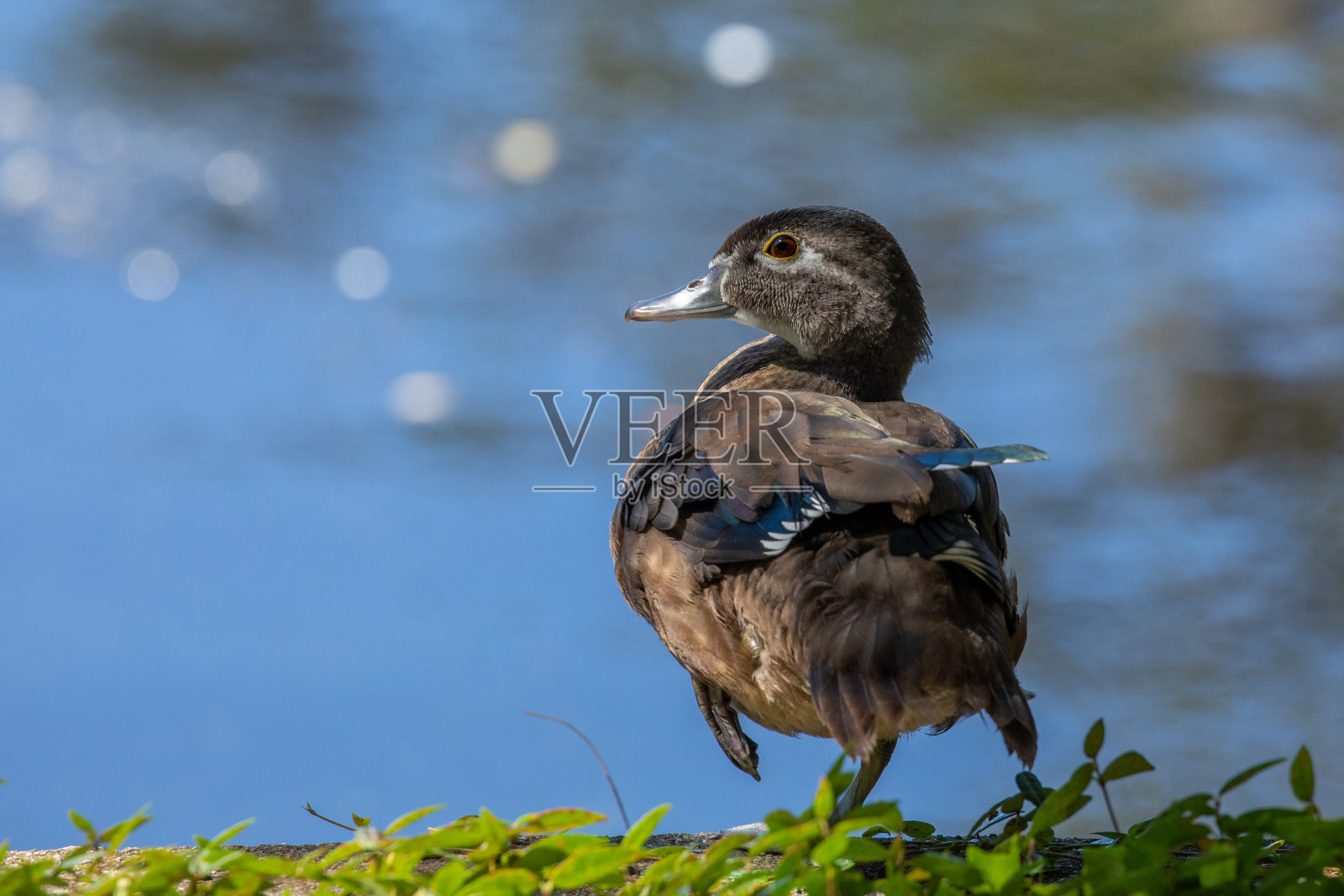 木鸭子照片摄影图片