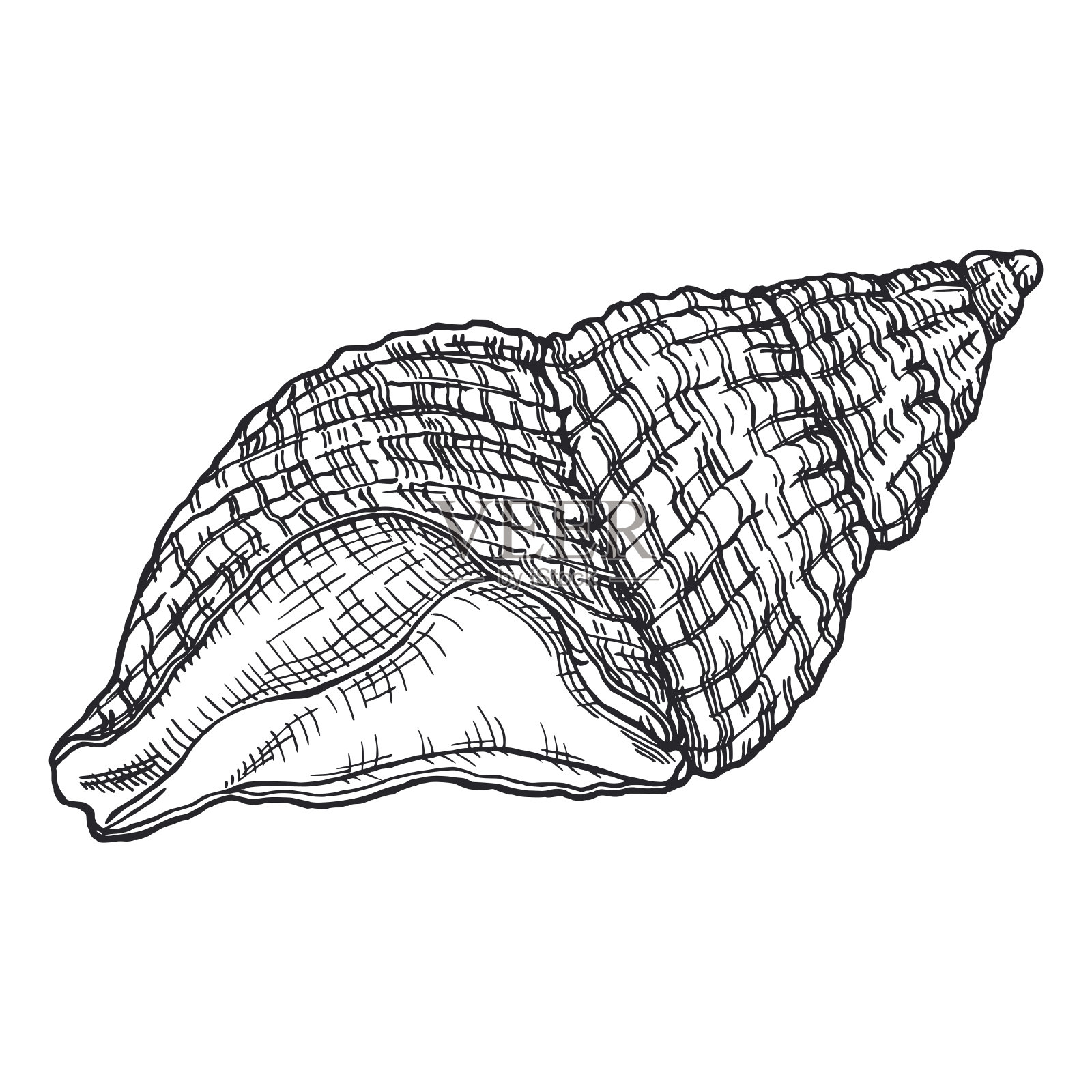 海贝壳单色手绘水墨线条艺术素描设计元素图片