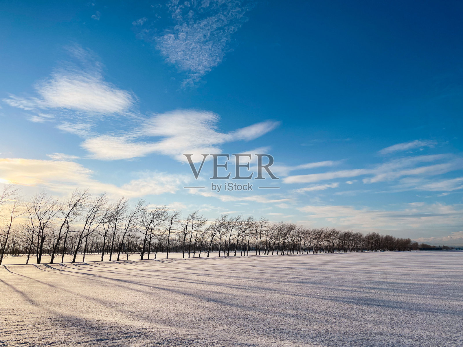 在雪地里防风林照片摄影图片