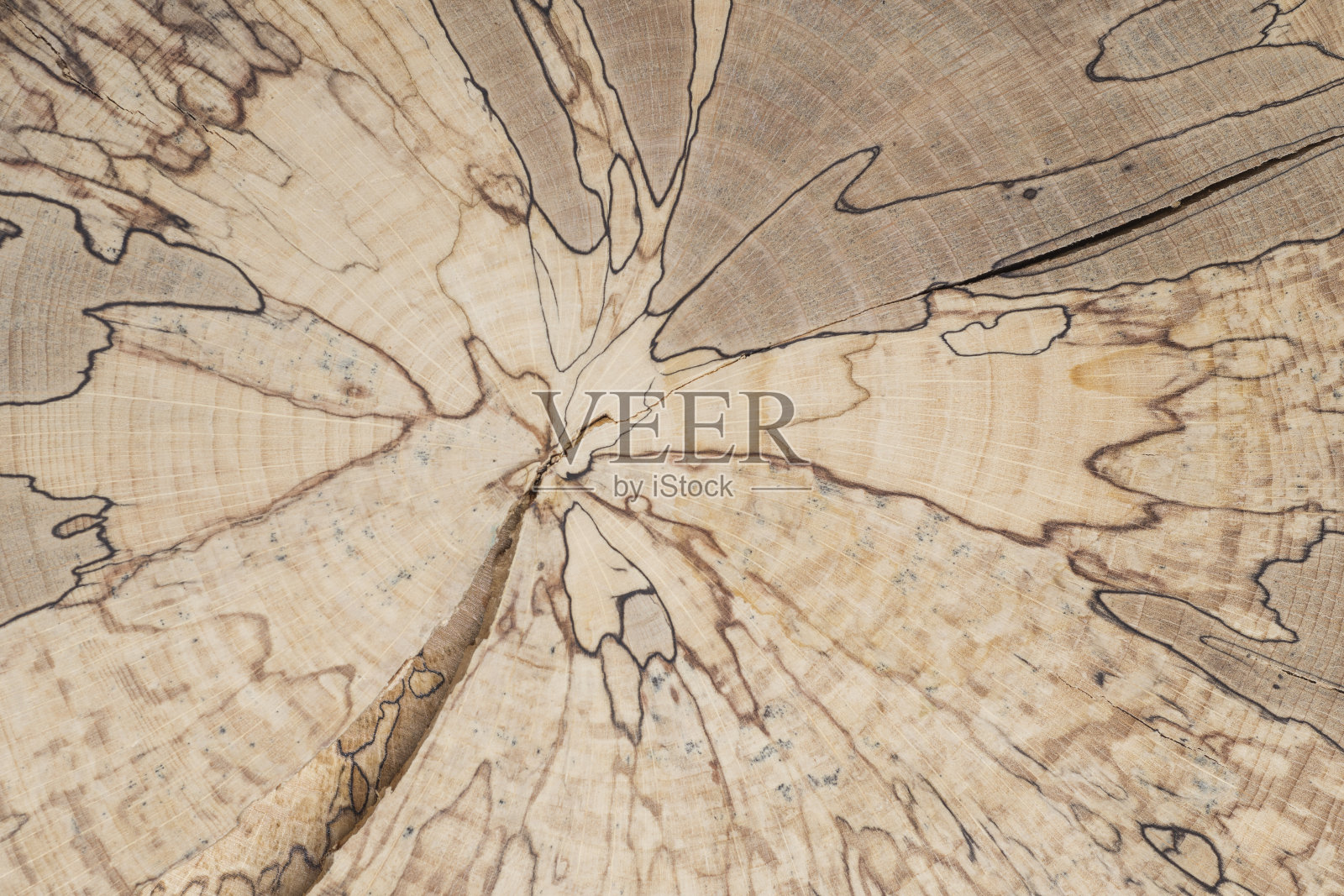 抛光山毛榉树的同心圆截面。由真菌引起的木材变色。自然图案背景与可见的分割过程照片摄影图片