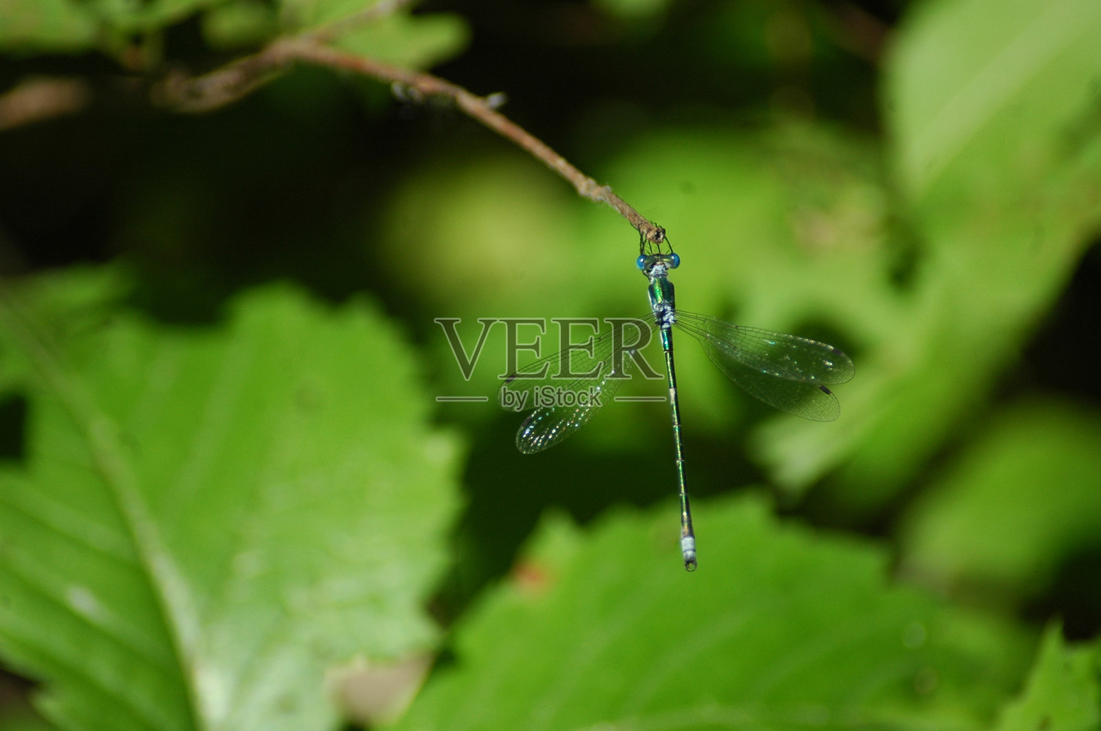 翡翠Spreadwing豆娘照片摄影图片