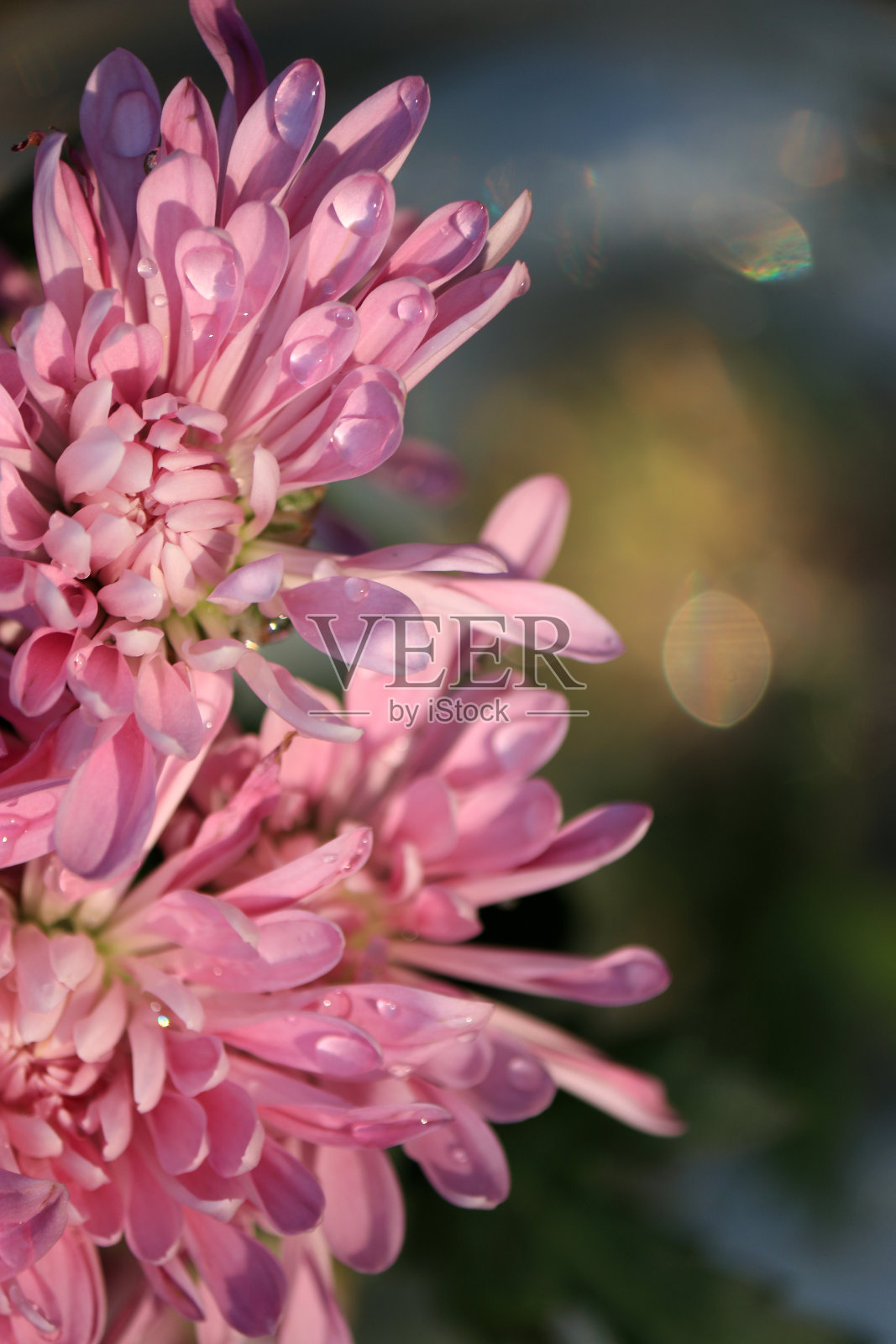 特写的粉红色菊花与雨滴，模糊的背景照片摄影图片