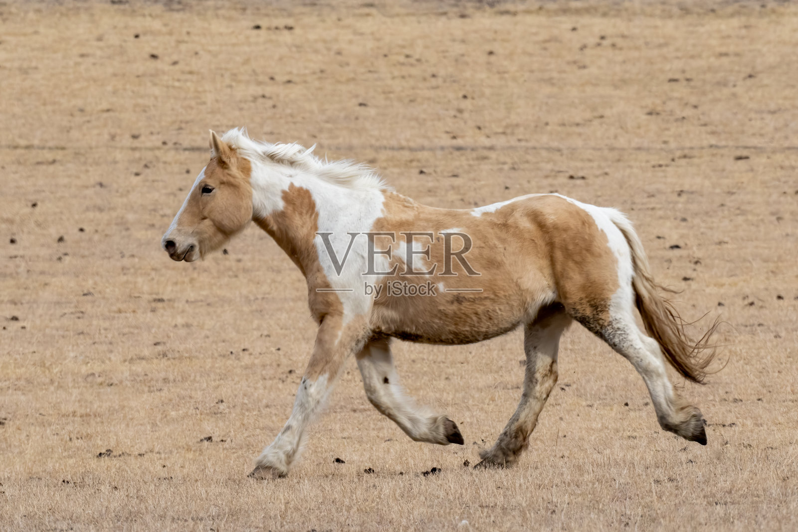 帕洛米诺马马跑照片摄影图片