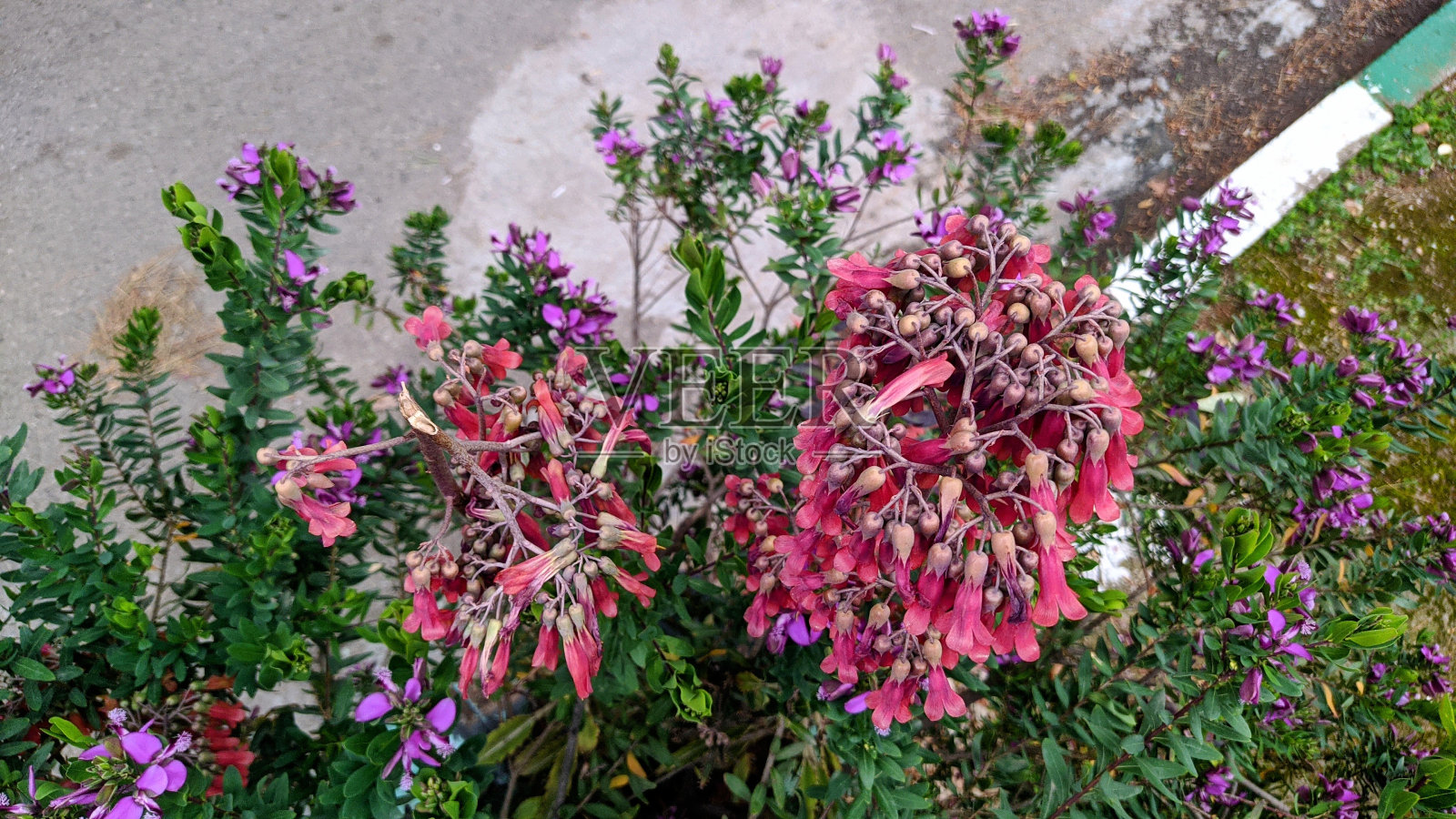 花从上照片摄影图片