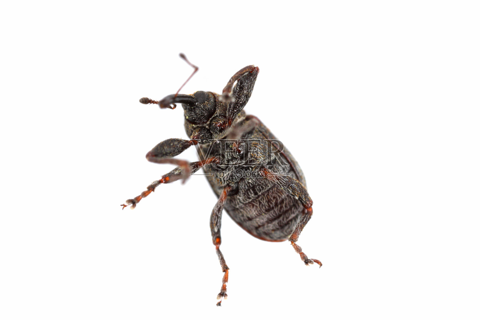 梨花象鼻虫(Anthonomus piri)是象鼻虫科(象鼻虫科)的一种甲虫。本种主要寄生在梨树上。在果园和花园中是一种重要的害虫。照片摄影图片