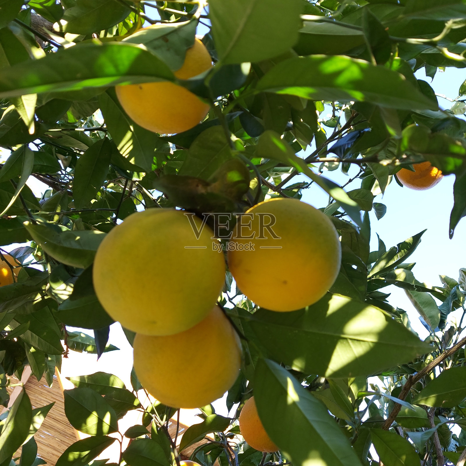 柠檬树照片摄影图片