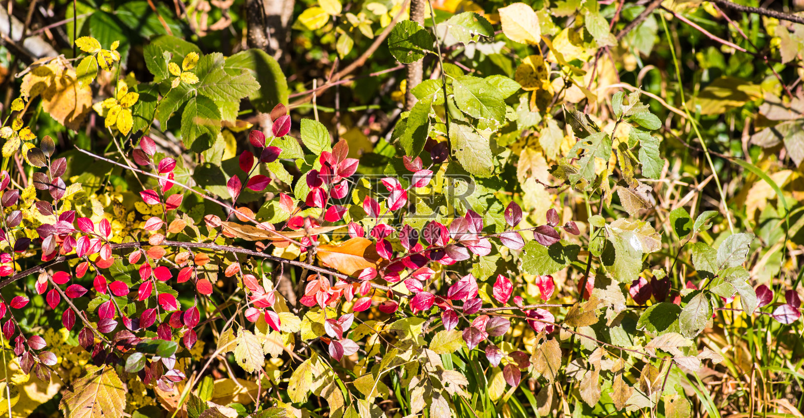 在一个有红色和绿色叶子的树篱里的特写照片摄影图片