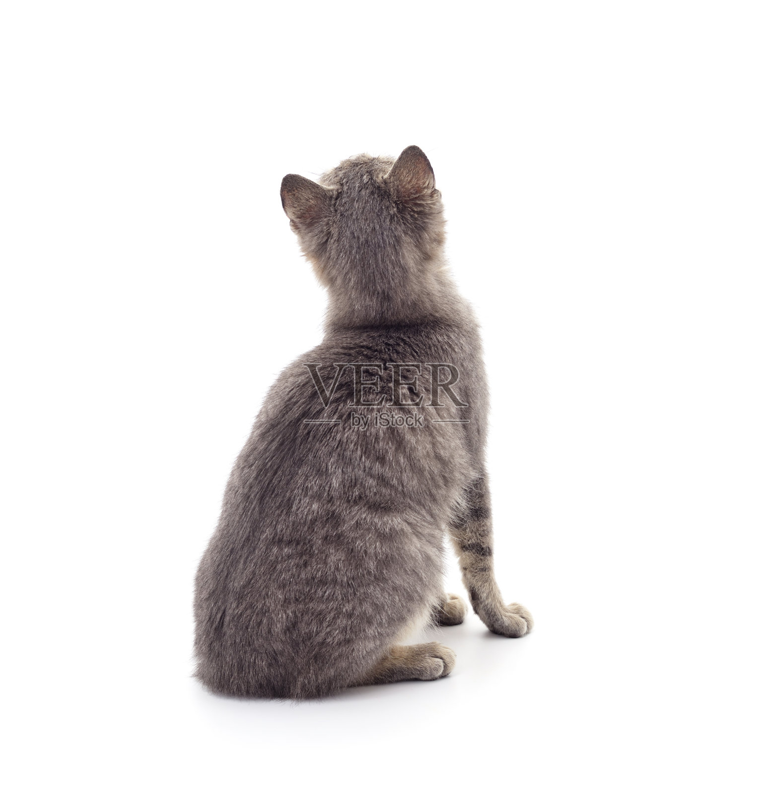 小灰猫回头看。照片摄影图片