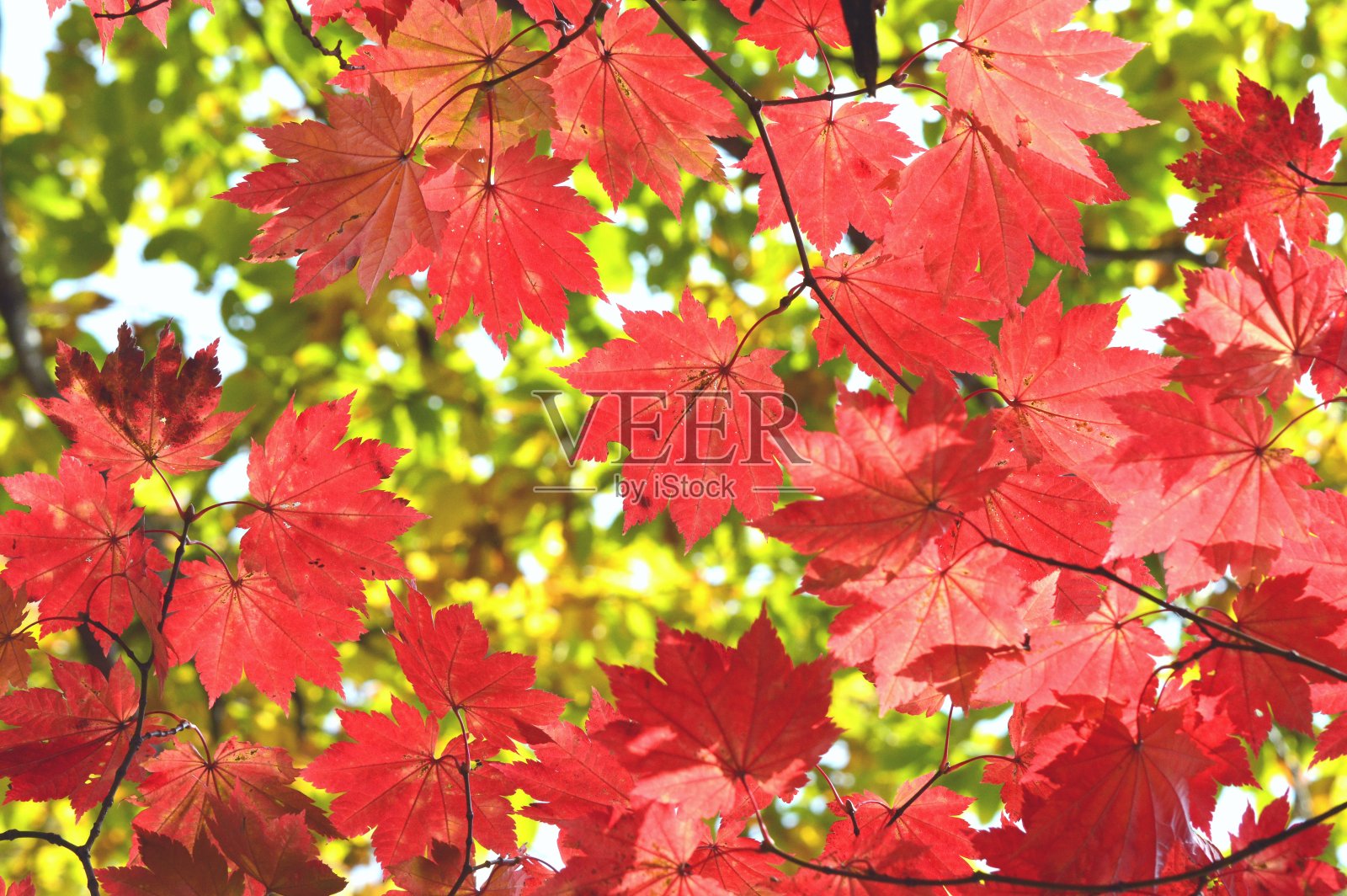 枫叶照片摄影图片