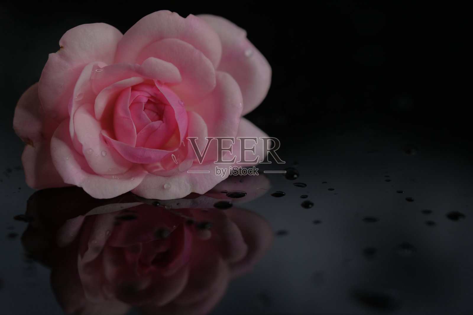 玫瑰倒映在黑色的表面上照片摄影图片