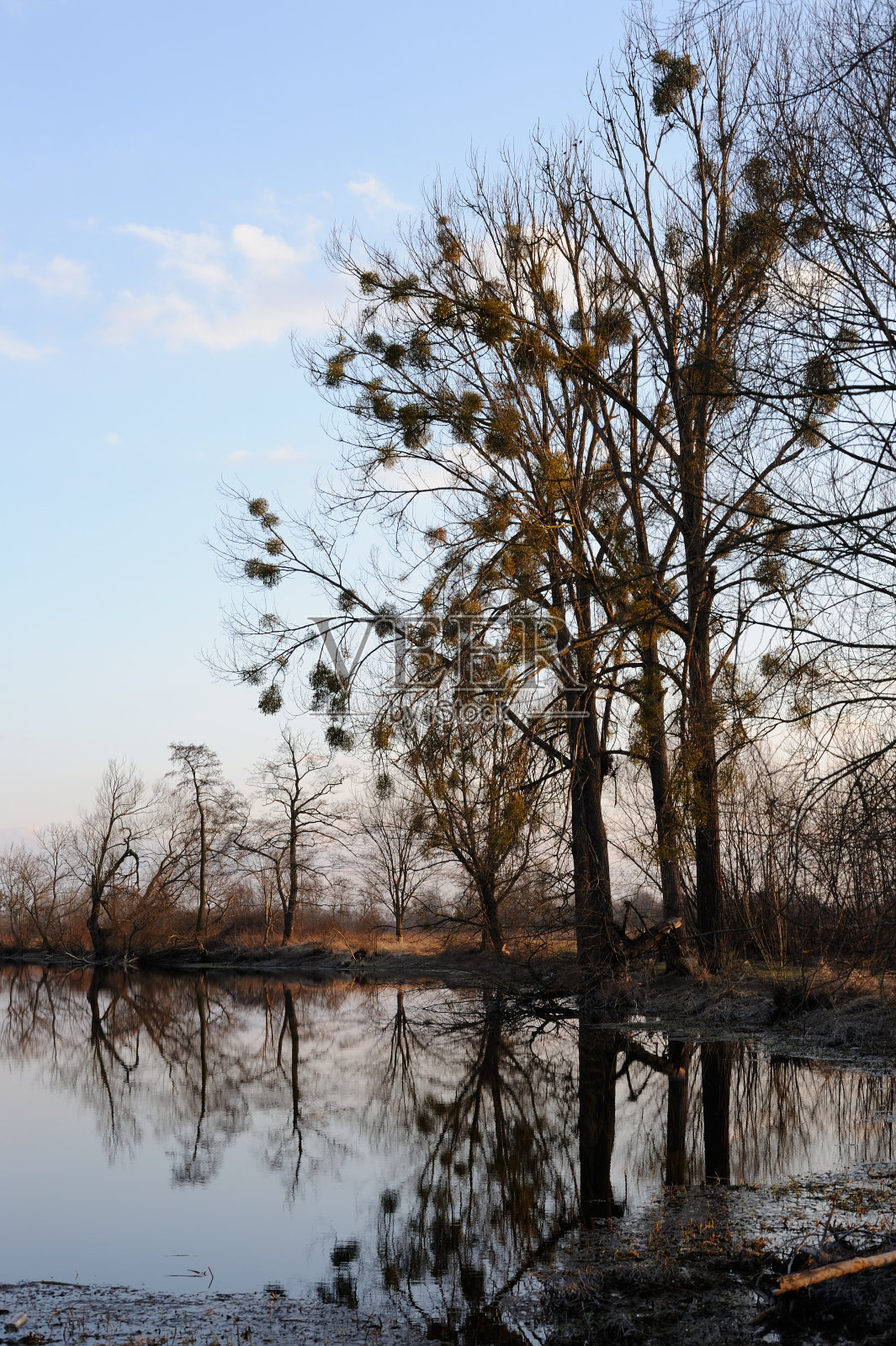 在波兰，肖邦的出生地附近，早春傍晚前，槲寄生树映在水中的乡村景观照片摄影图片