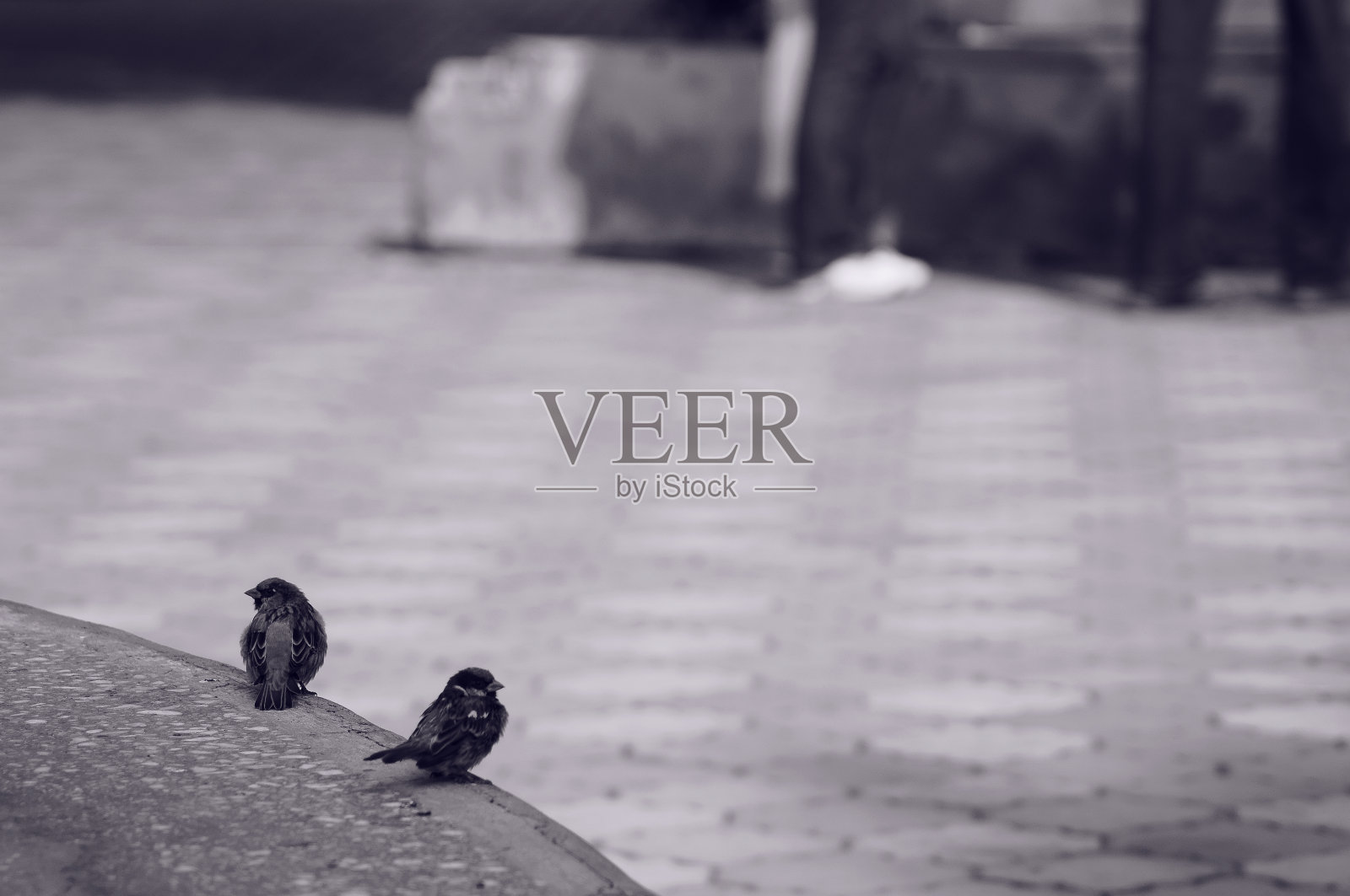 黑白照片的鸟，城市的鸟照片摄影图片