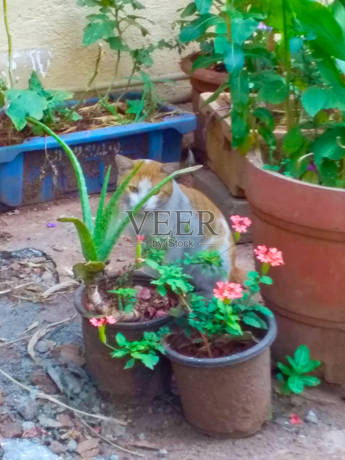 一只猫照片摄影图片