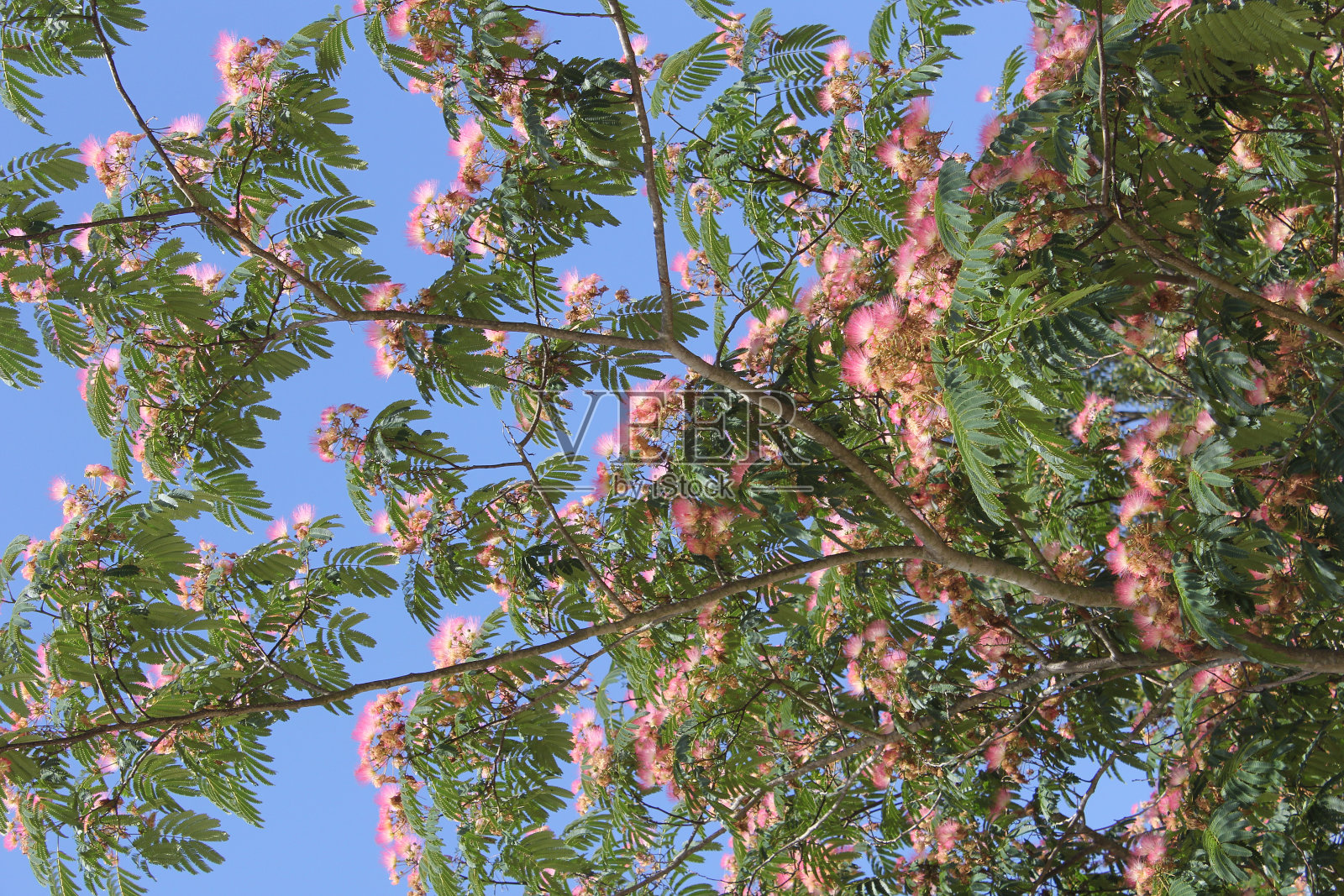 波斯的丝绸树生长在德克萨斯州东部的农村照片摄影图片