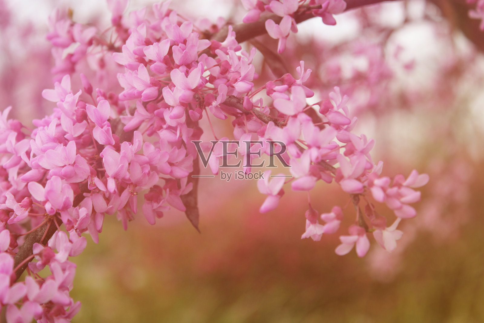 德州紫荆树加拿大紫荆近距离照片摄影图片