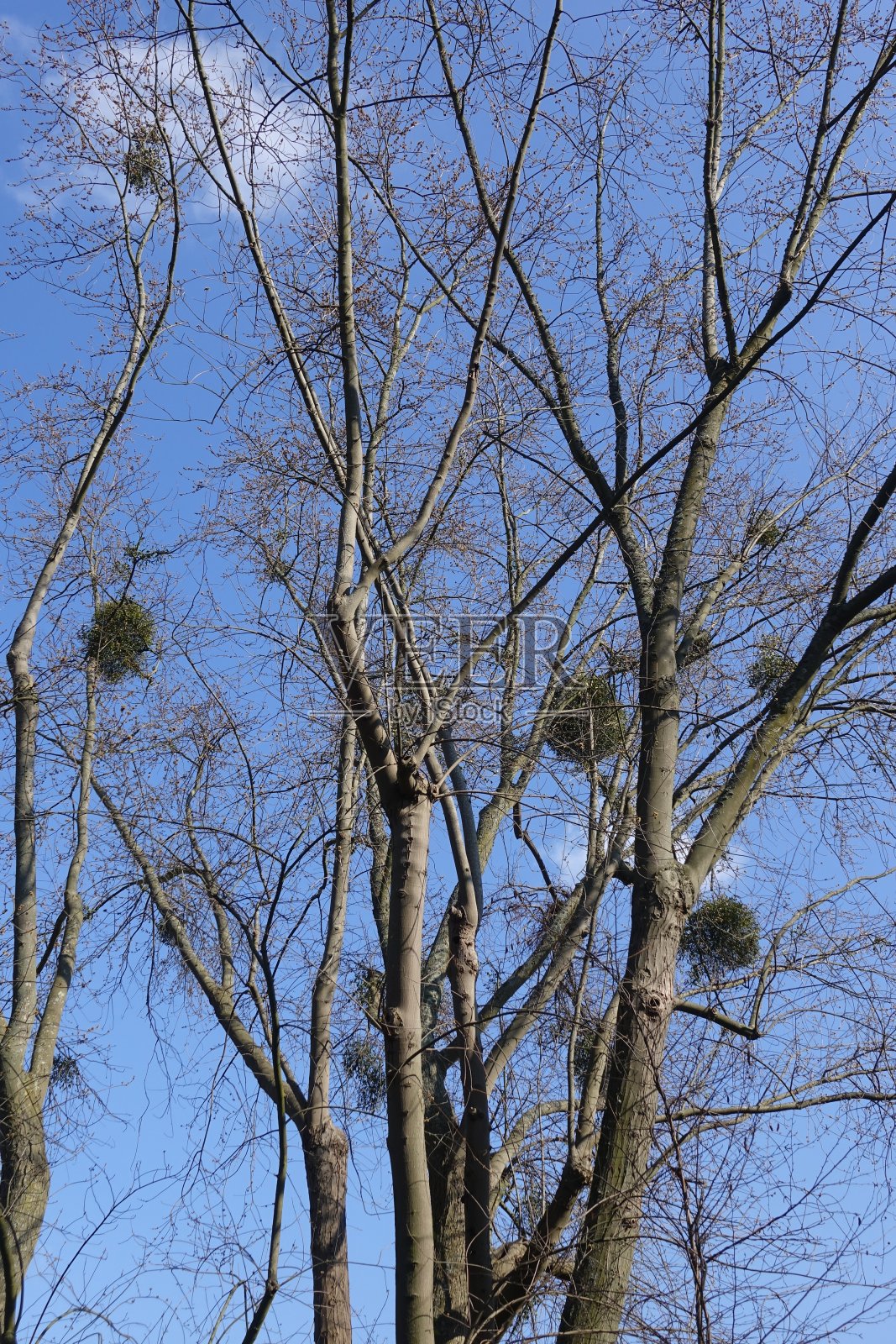 无叶树与槲寄生冬天的季节照片摄影图片