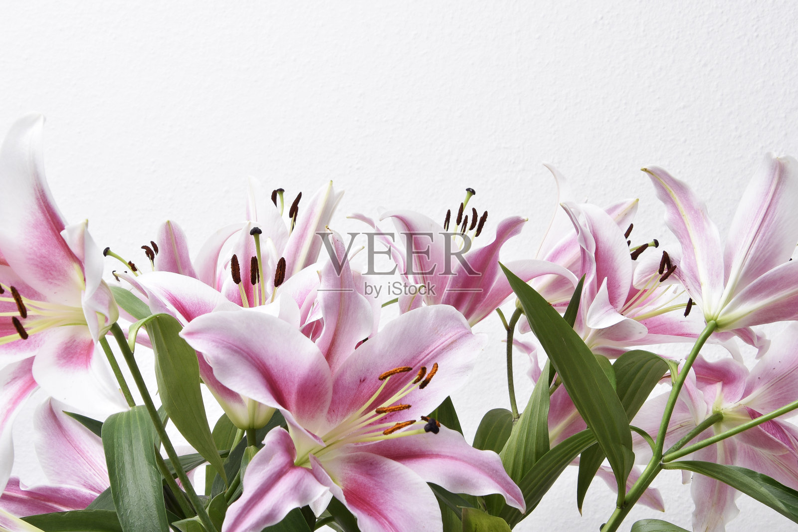白色背景上美丽盛开的百合组成，宏观照片摄影图片