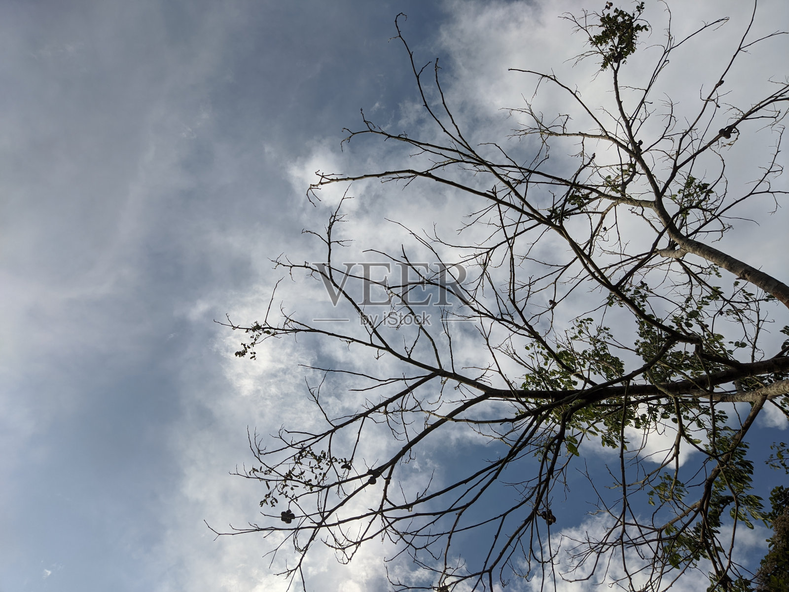 美丽的天空和干燥的延kol树的照片照片摄影图片