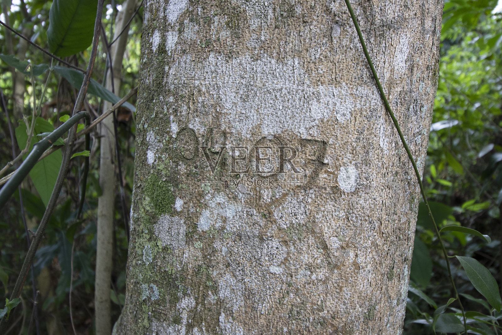 树的纹理照片摄影图片