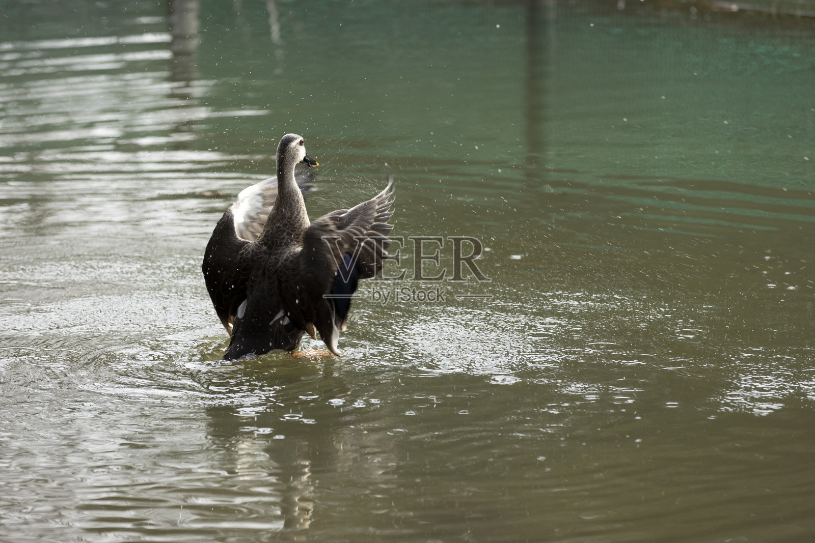 鸟照片摄影图片