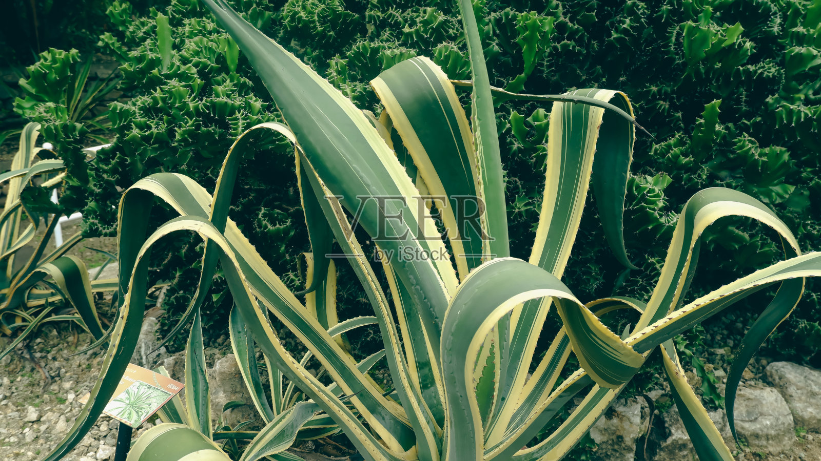 城市公园里的一棵大仙人掌树照片摄影图片