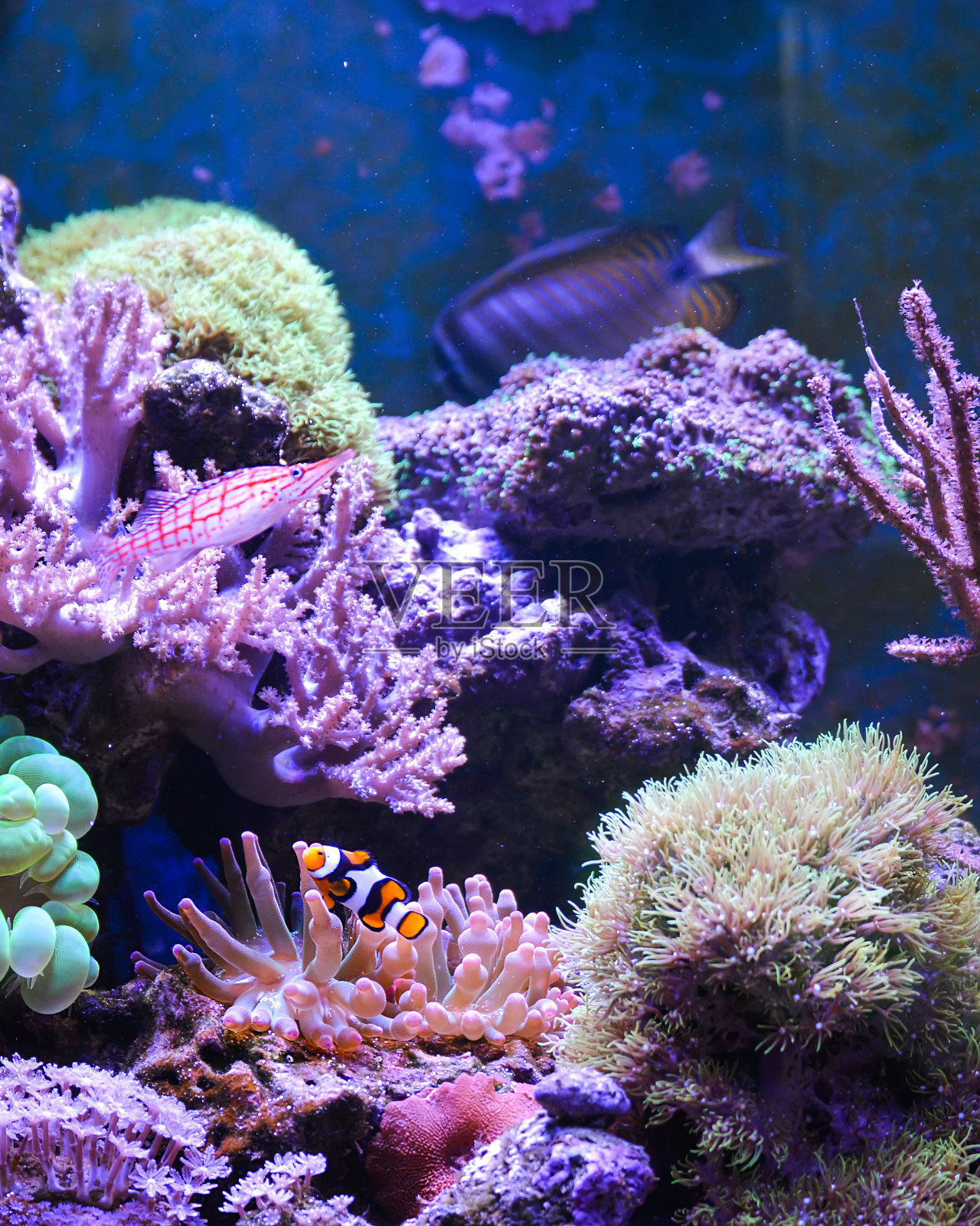 珊瑚礁水箱，海洋水族馆。照片摄影图片